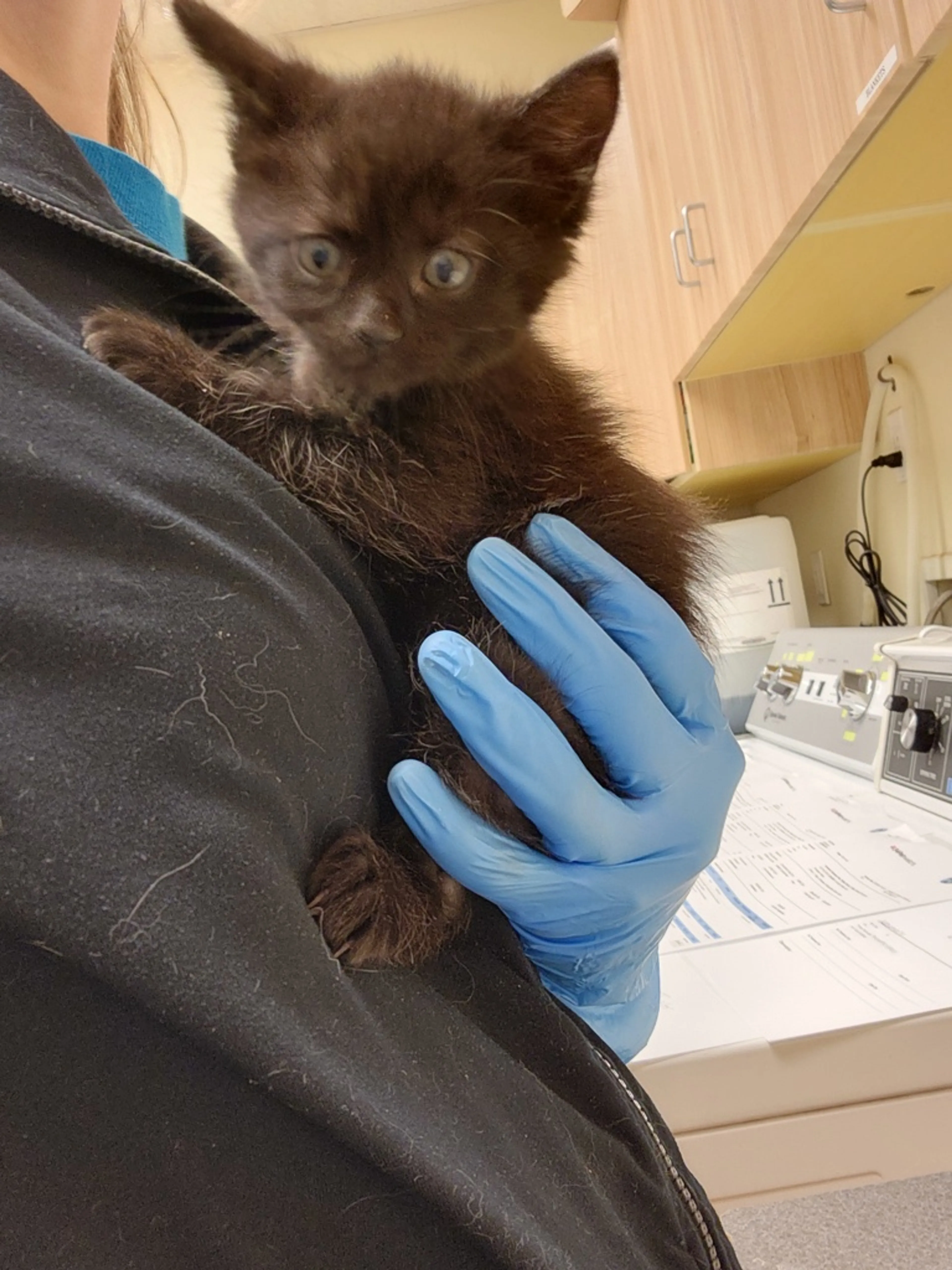 Found pet