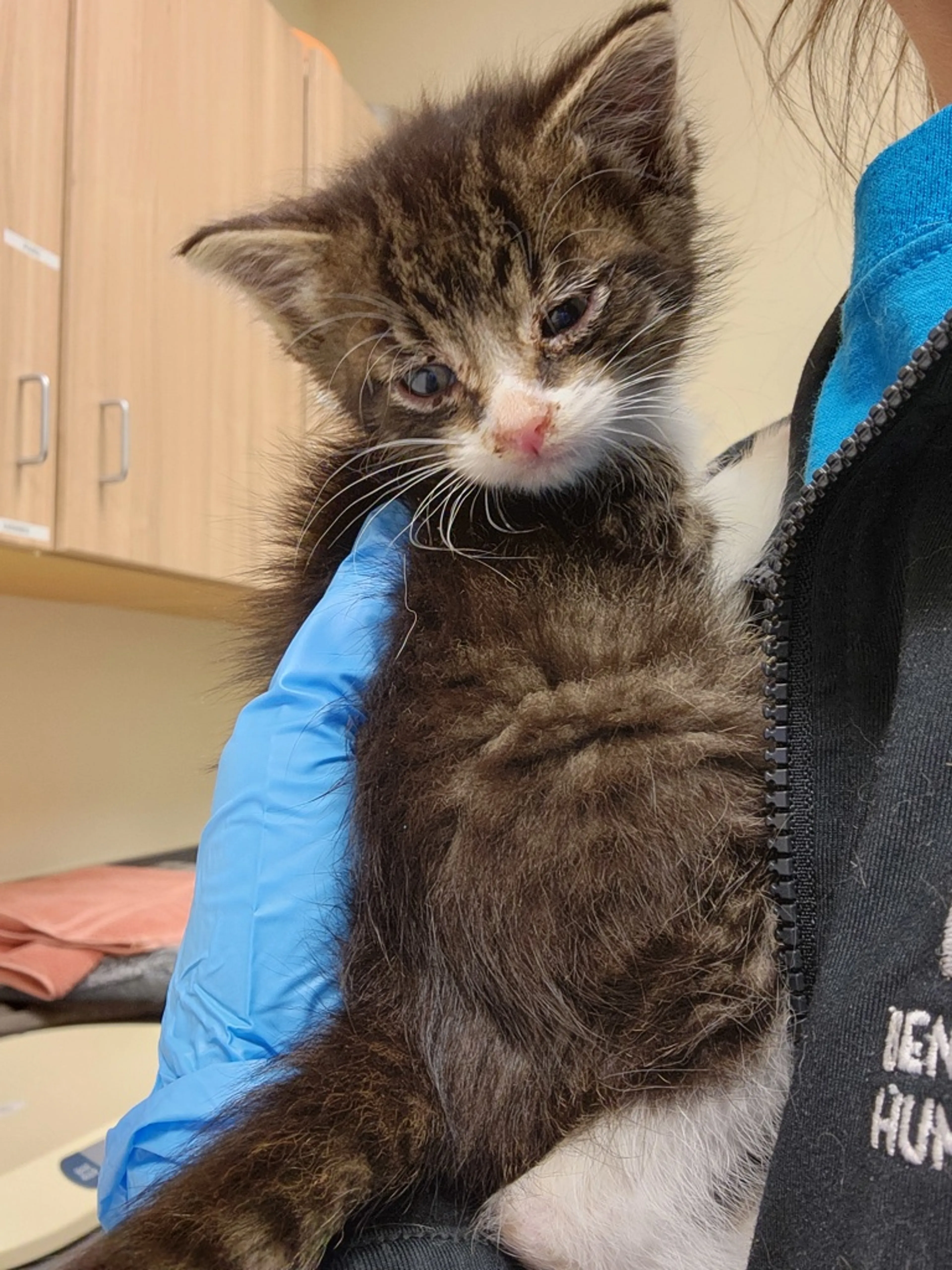 Found pet