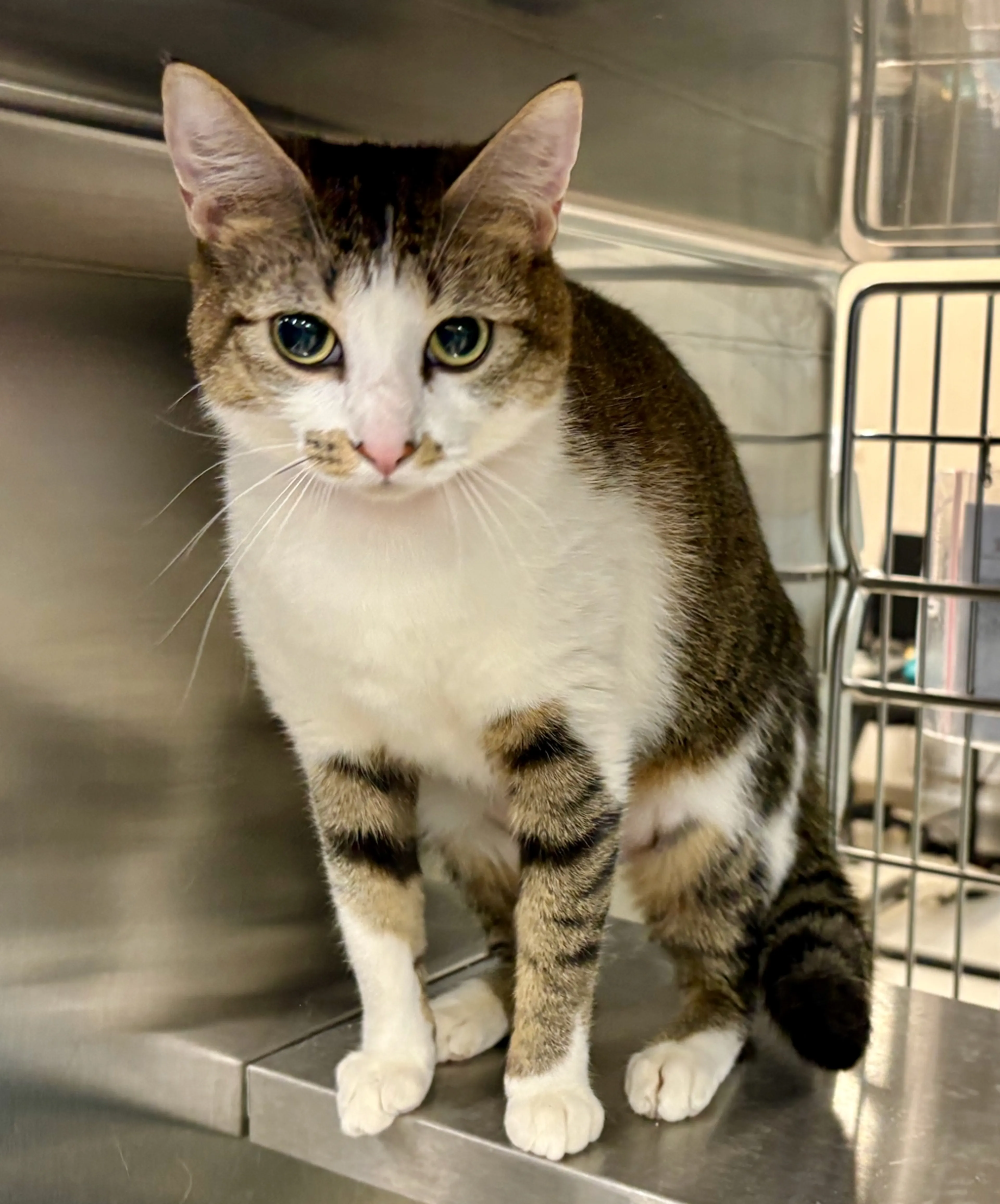Found pet-2