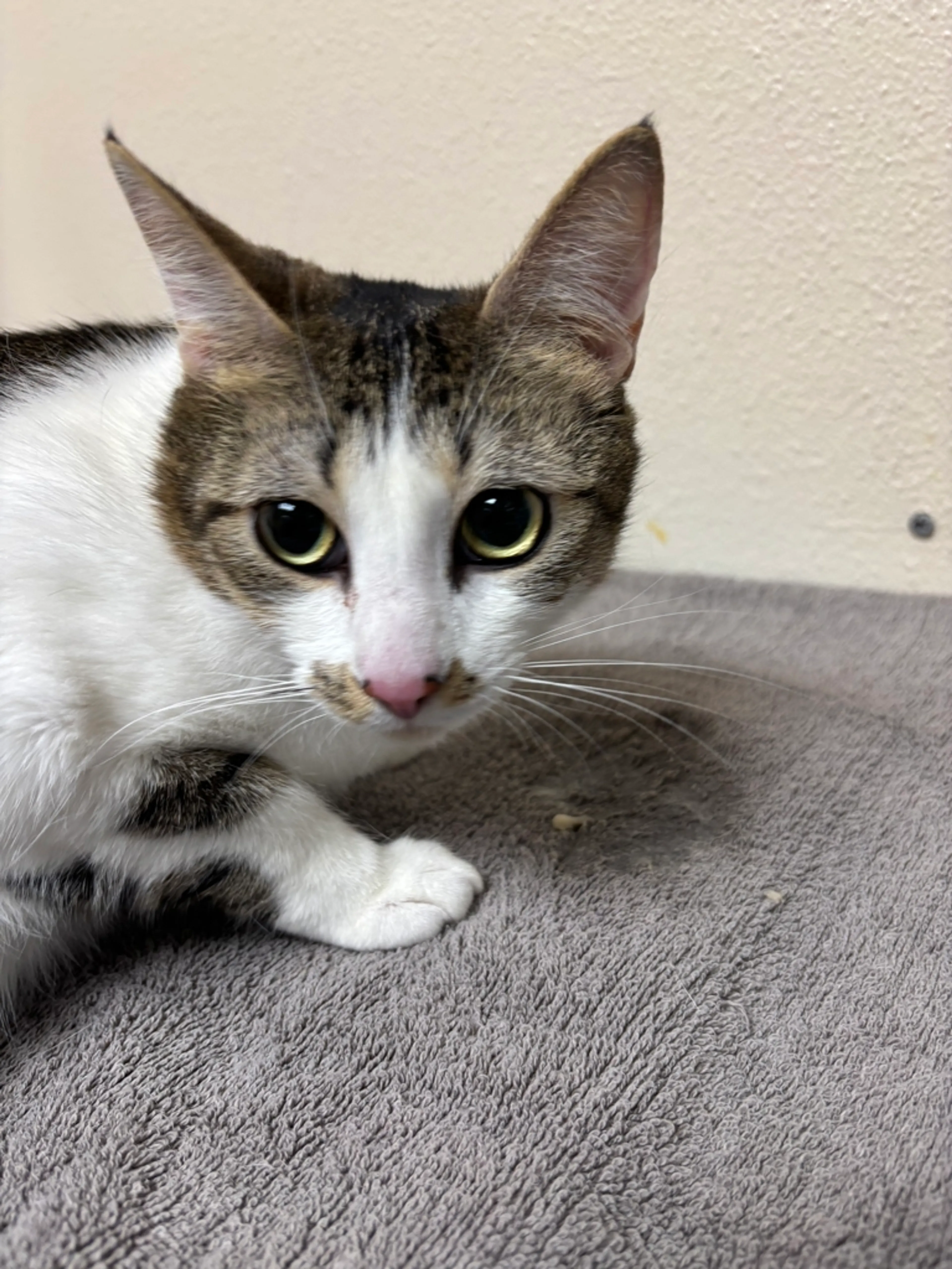 Found pet-4
