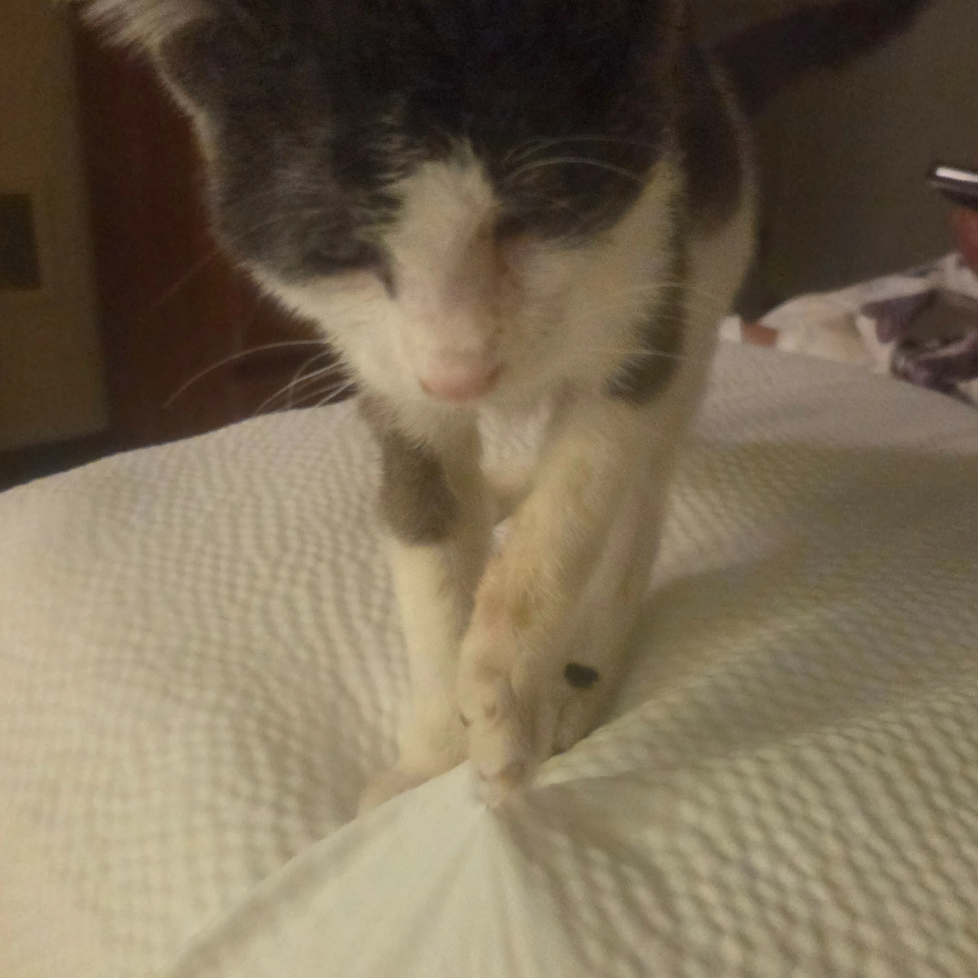 Found pet-2