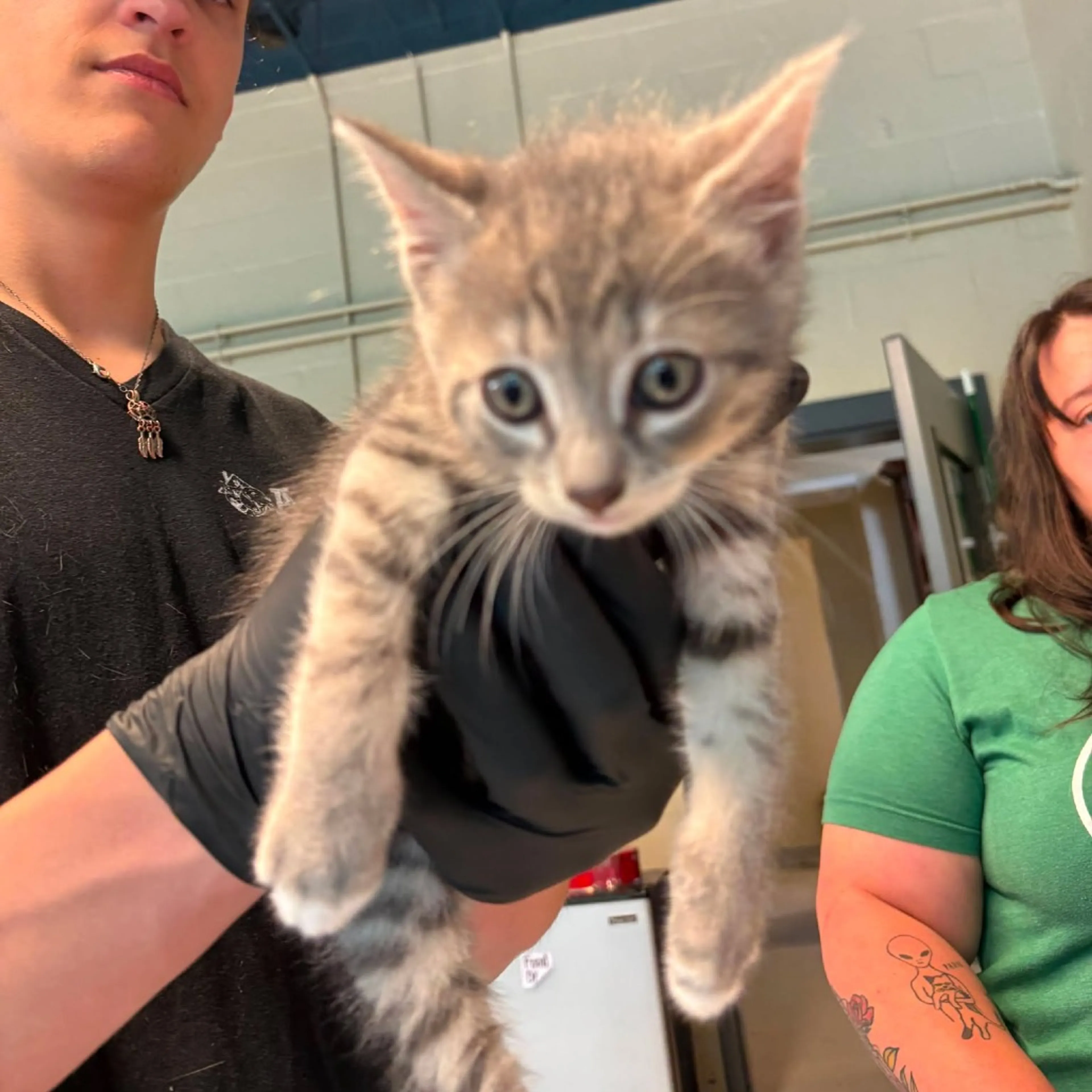 Found pet