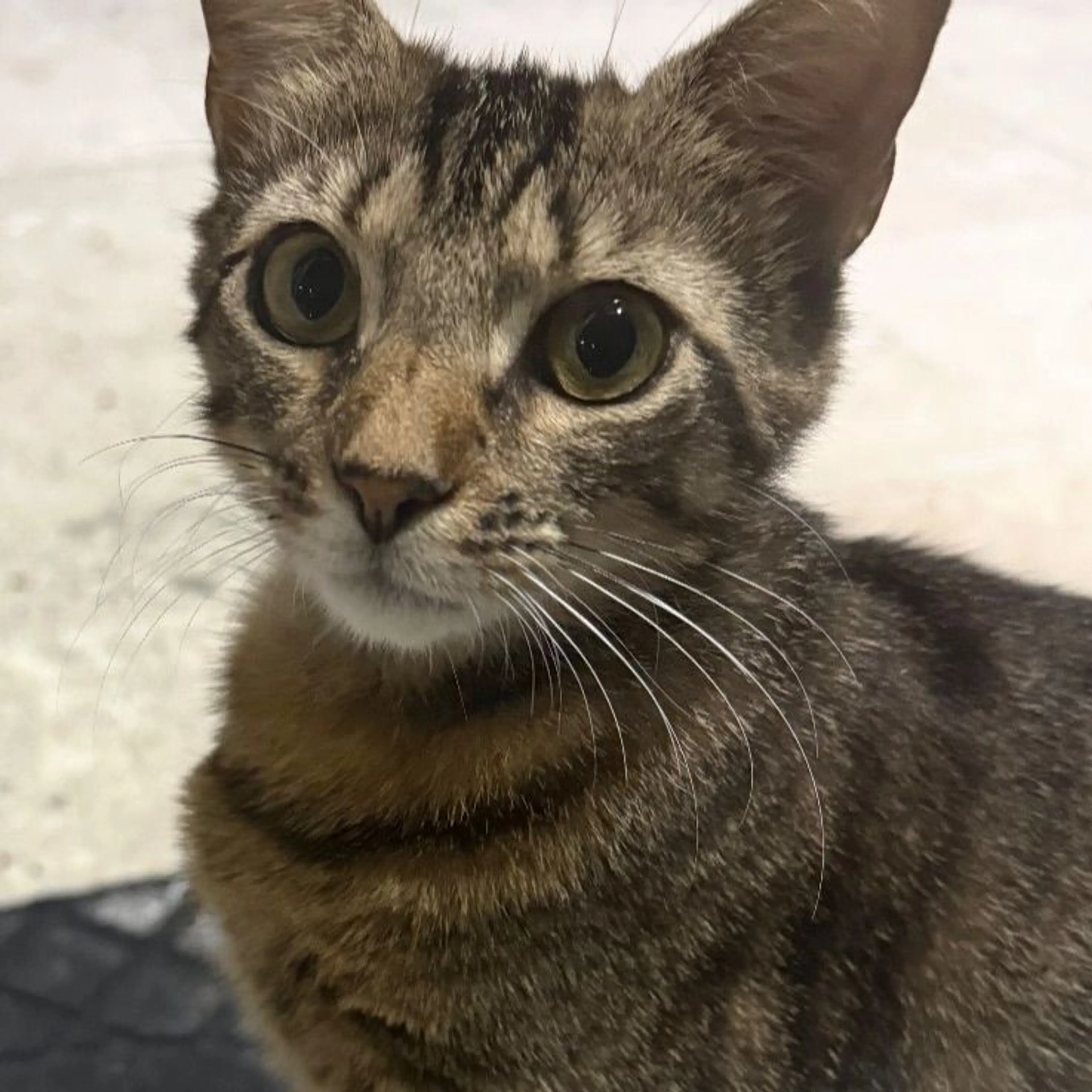 Lost pet