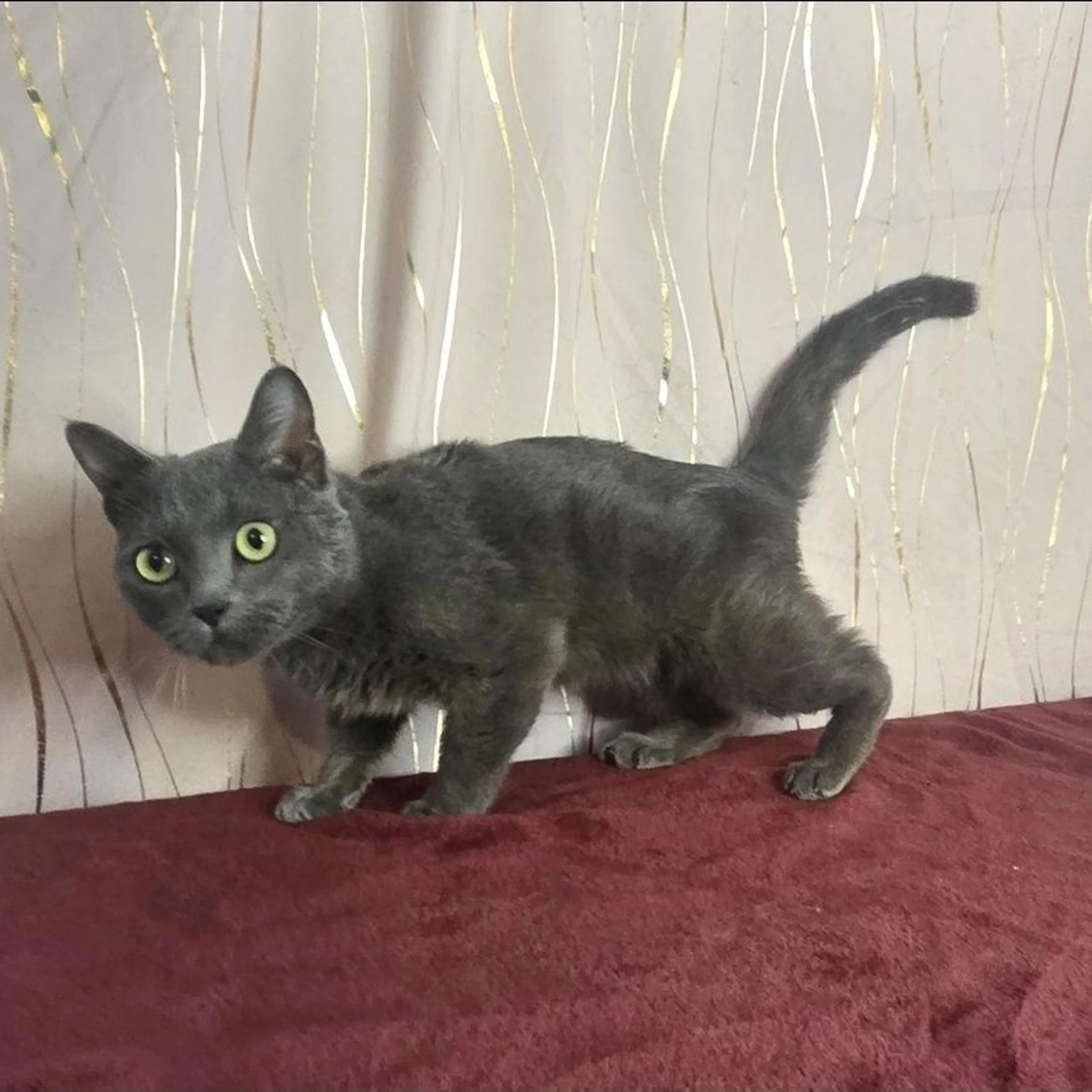Found pet-1