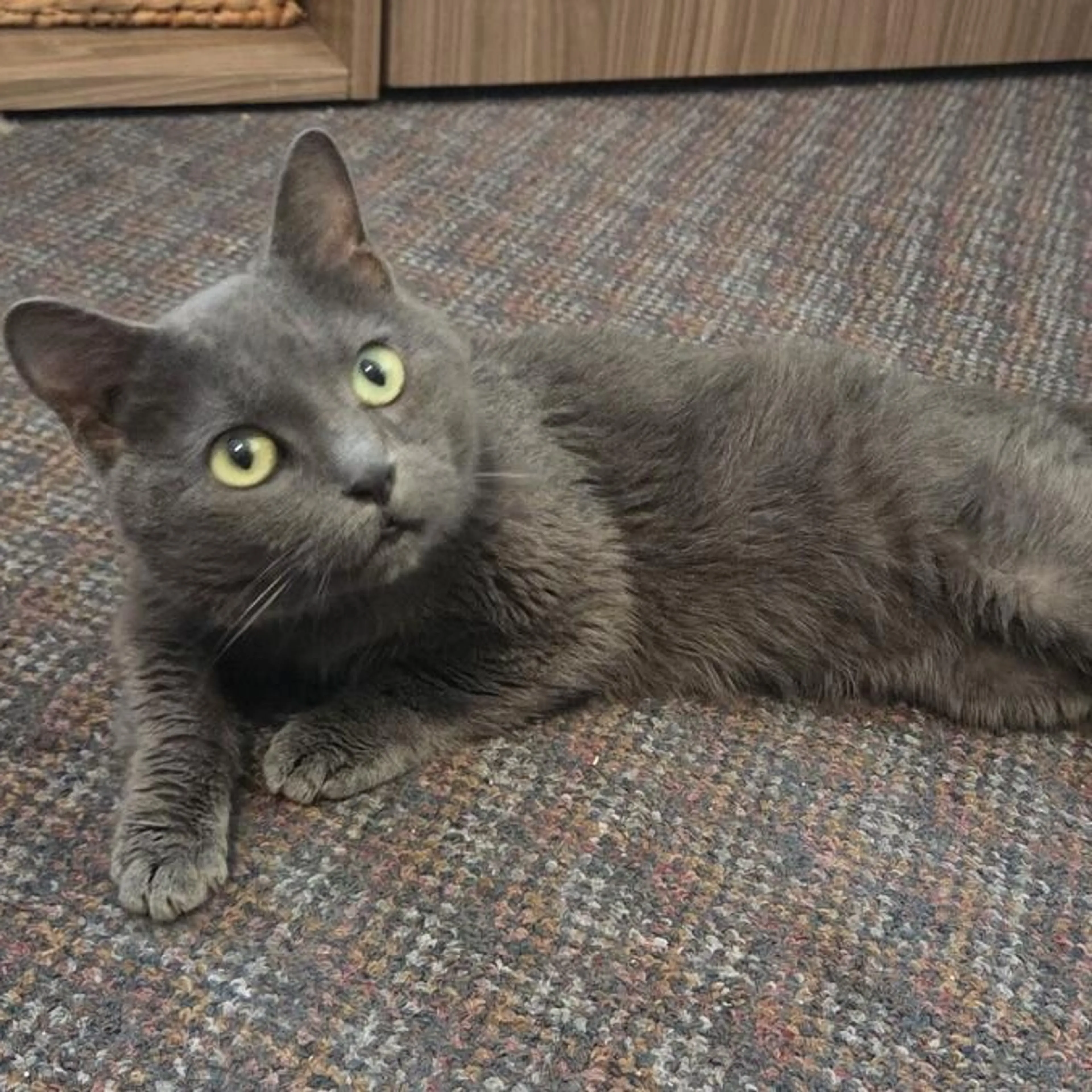 Found pet-3