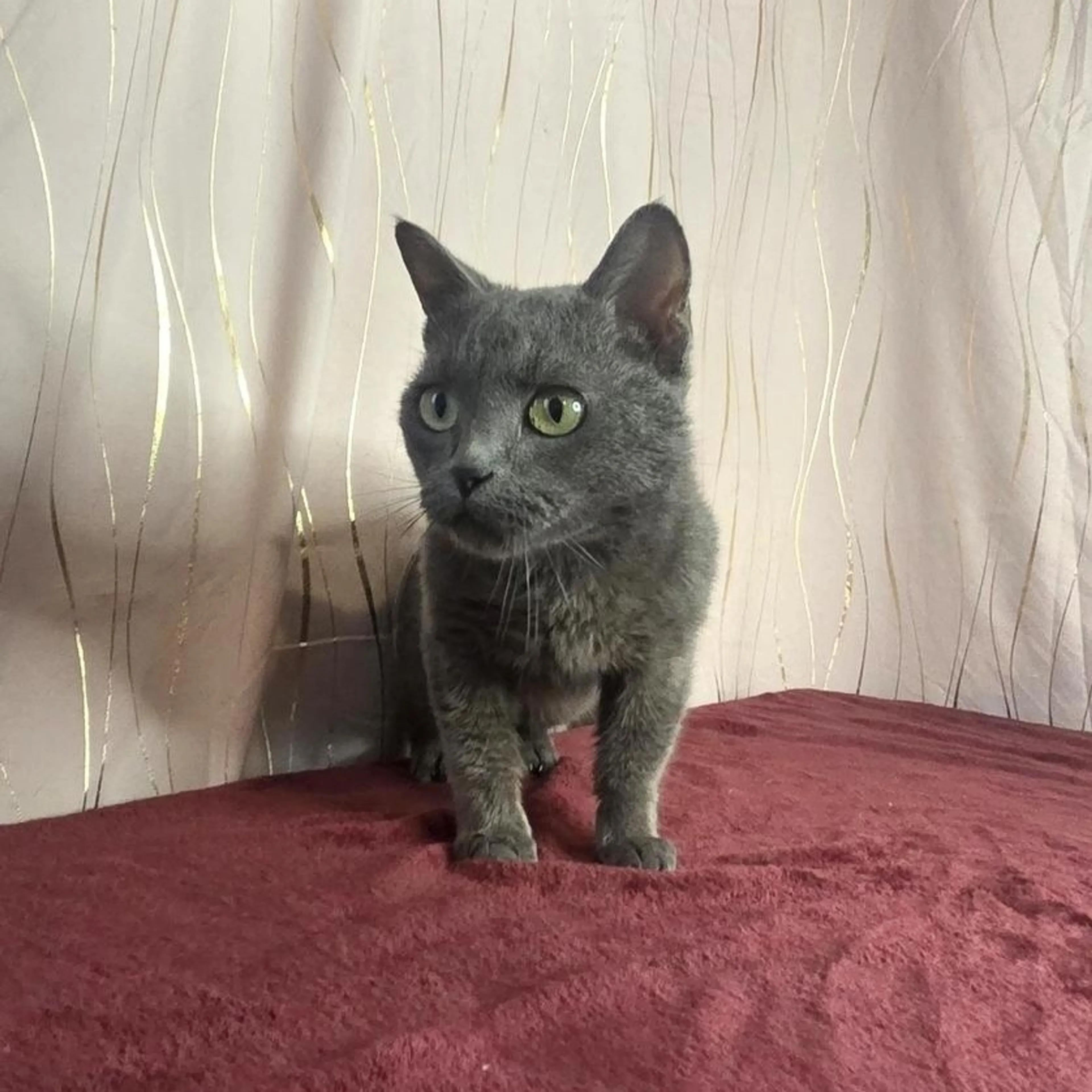 Found pet-2