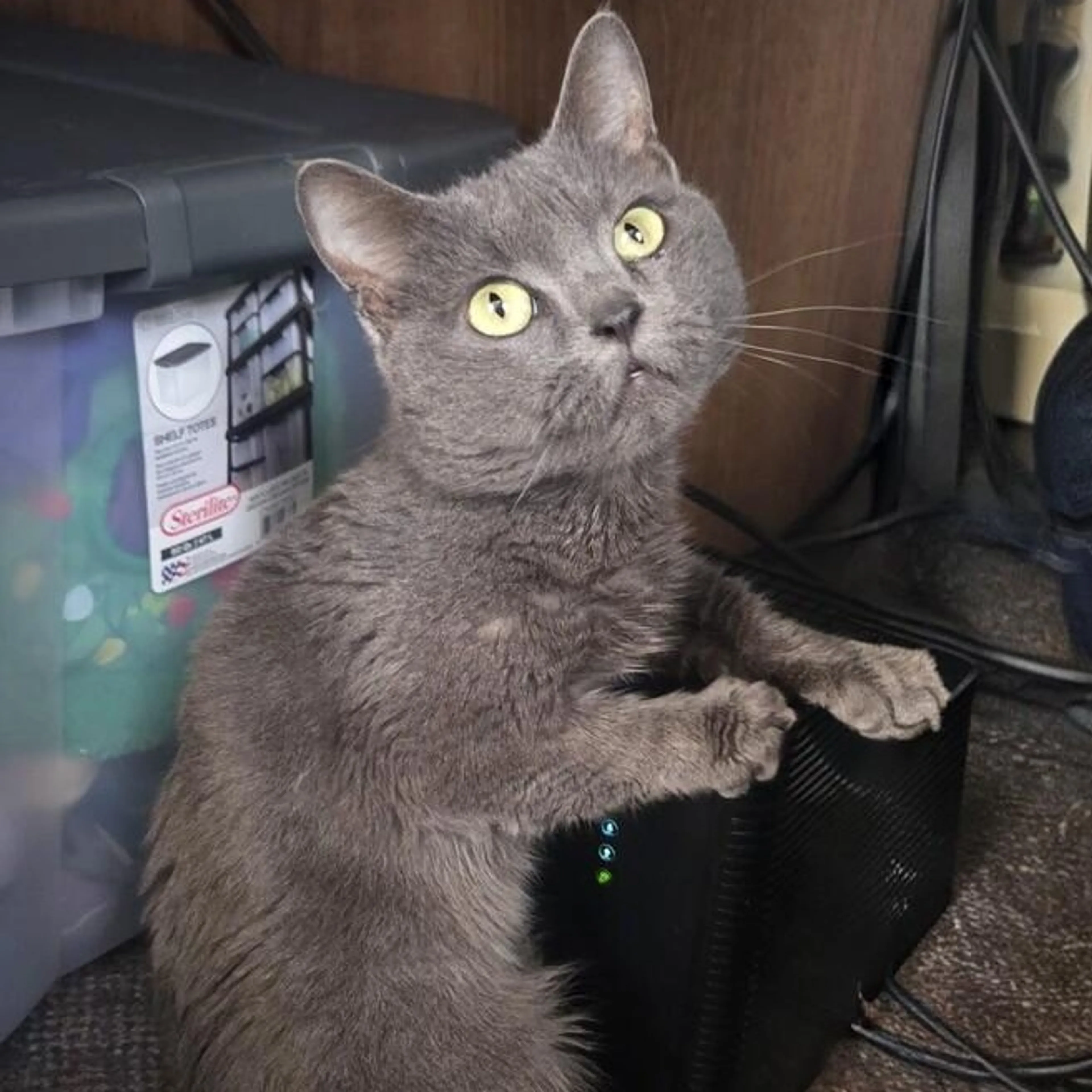 Found pet-1
