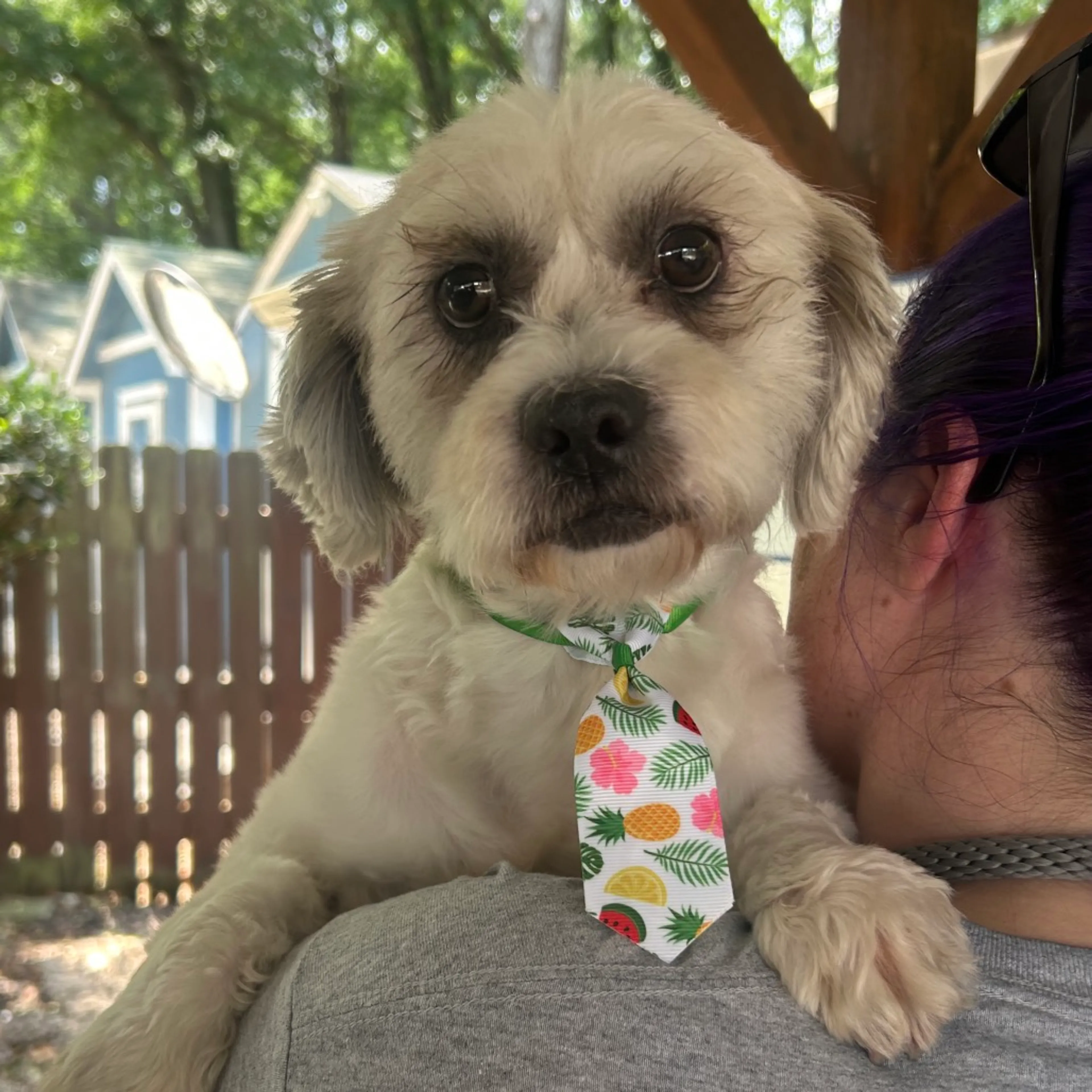 Found pet