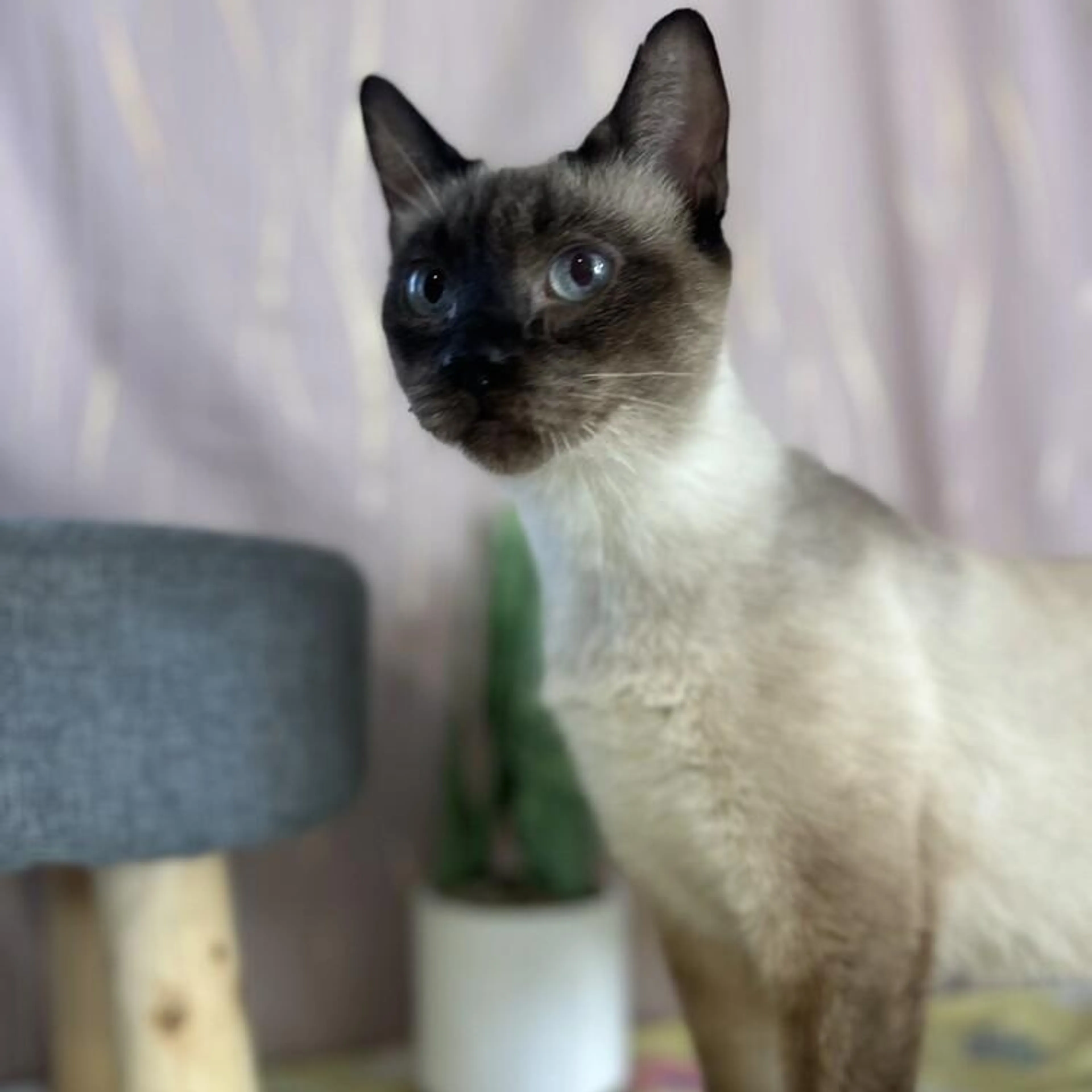 Found pet-1