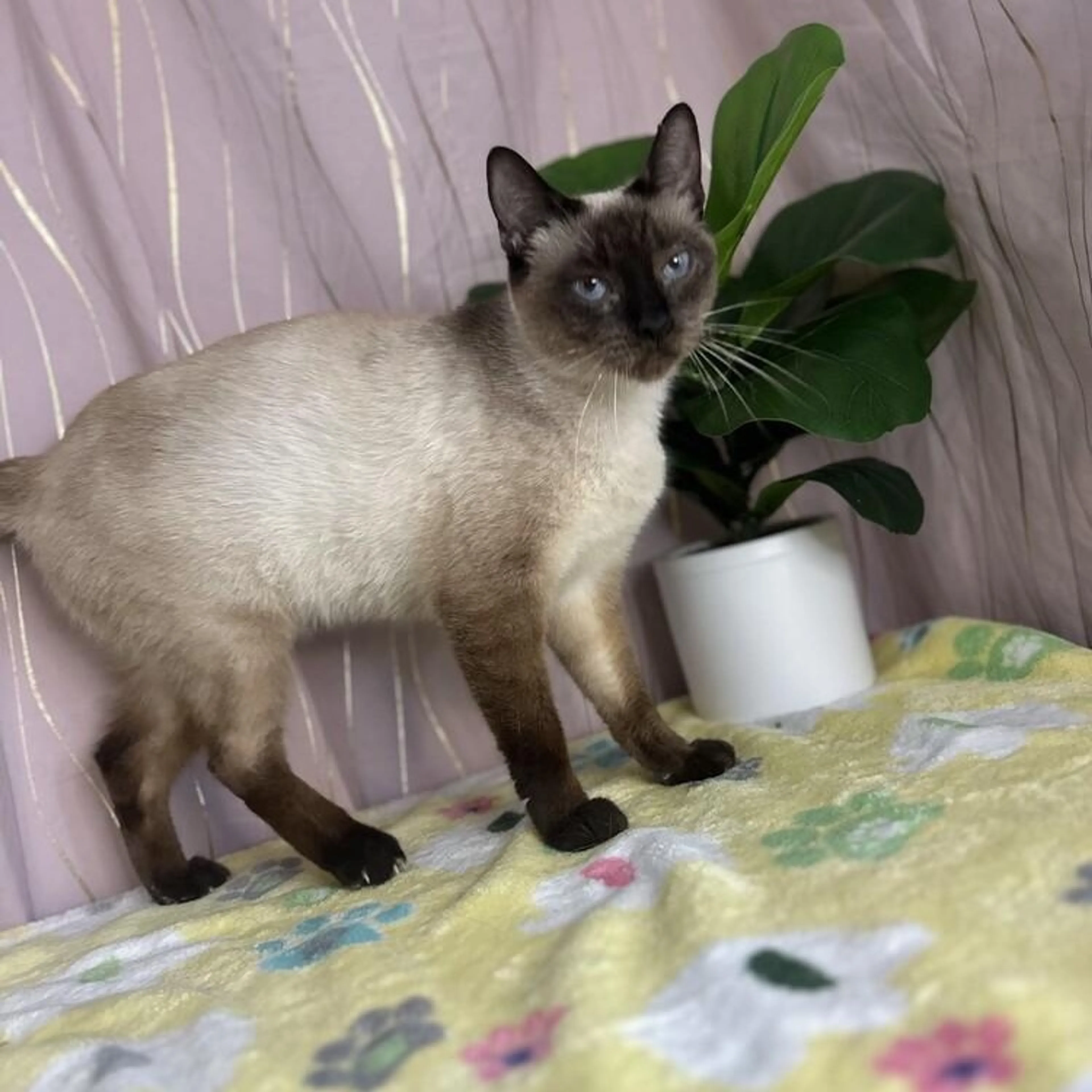 Found pet-3