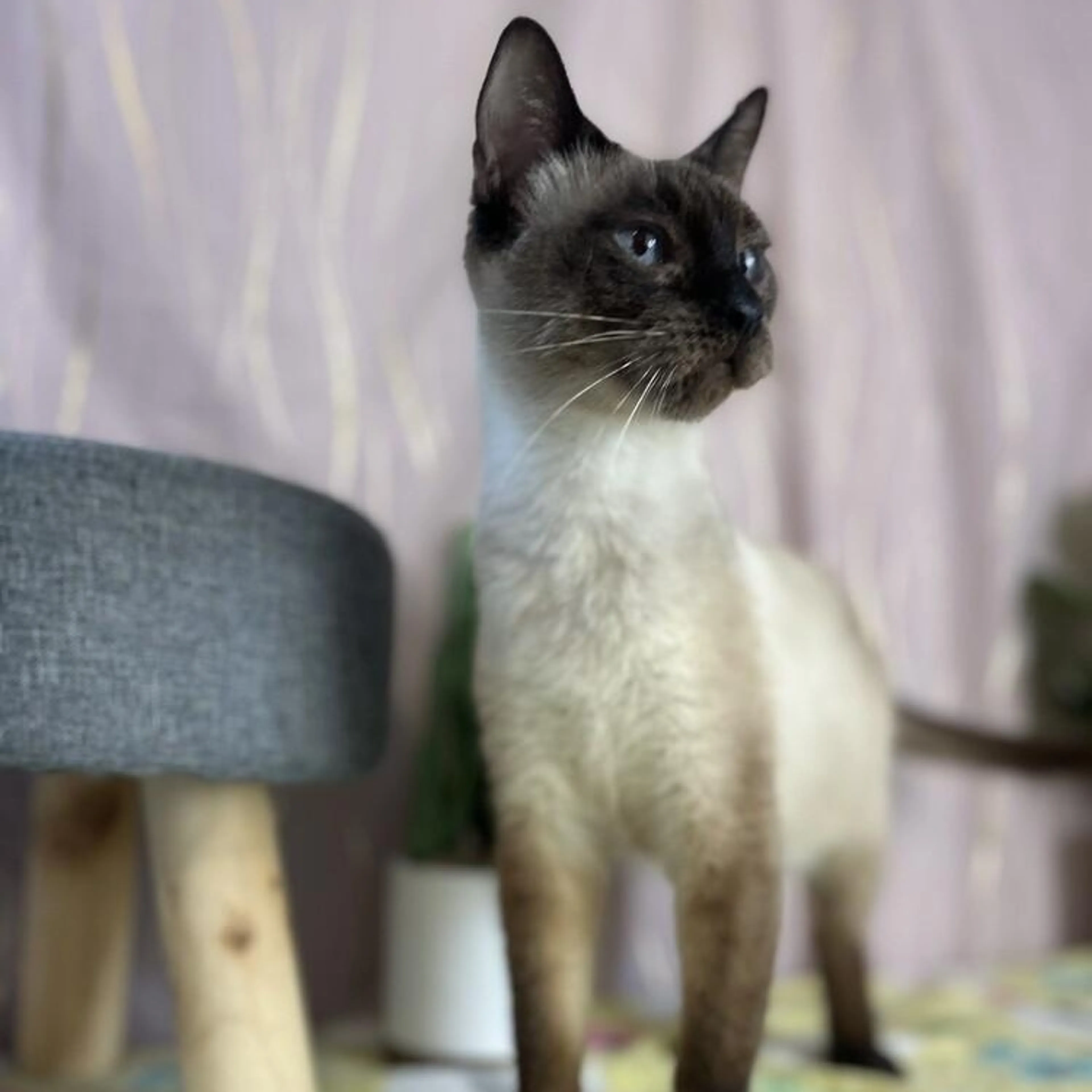 Found pet-1
