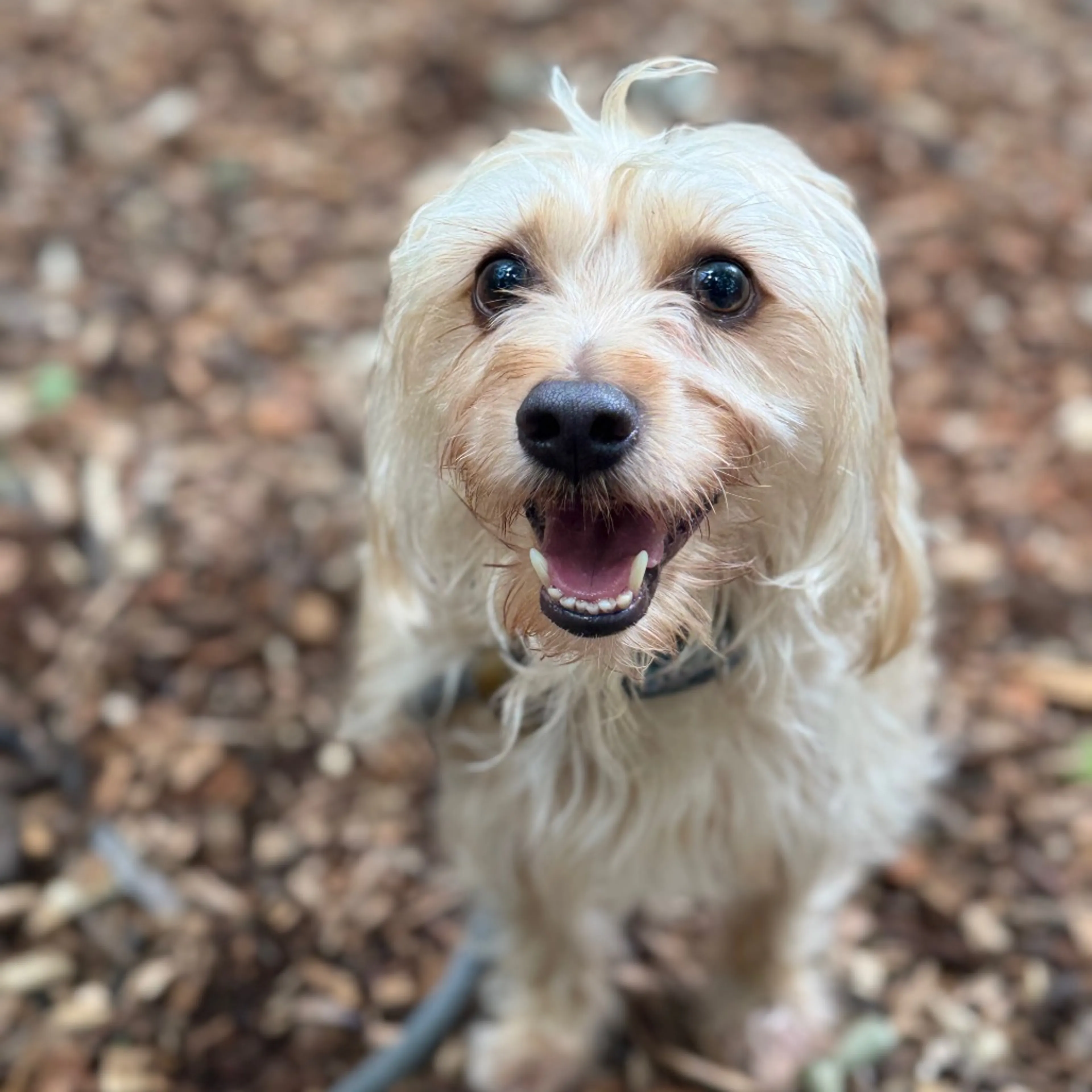 Found pet-1