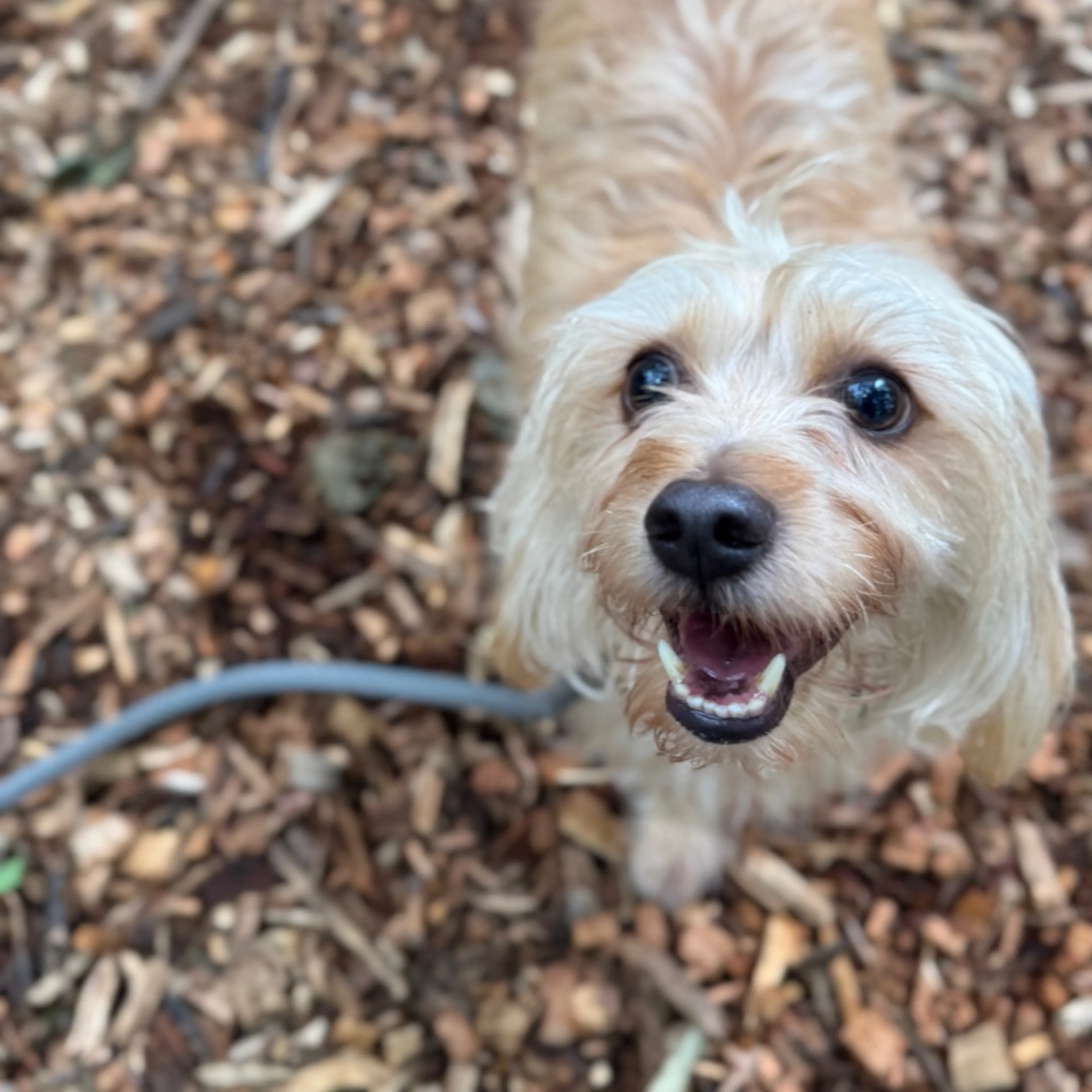 Found pet-4