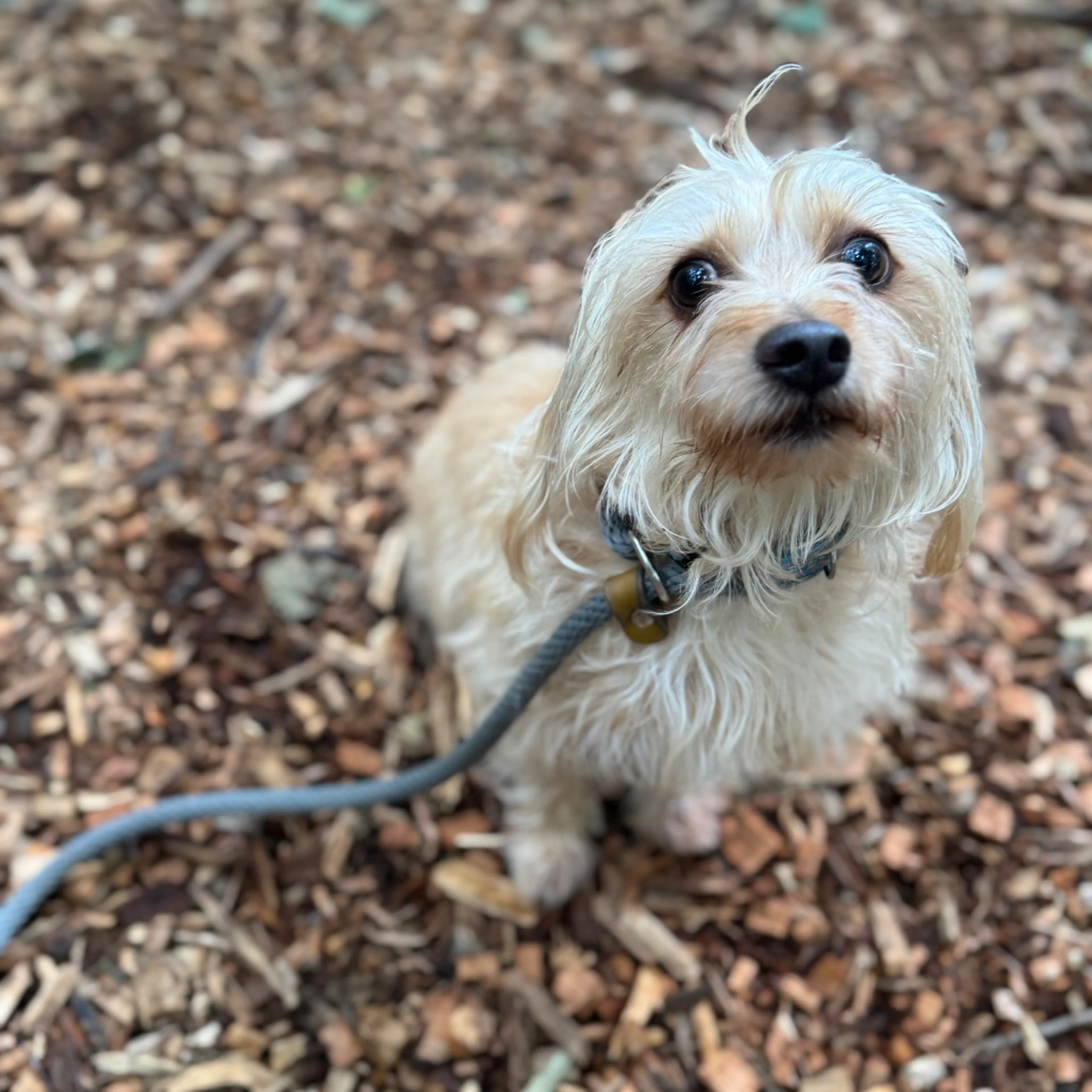 Found pet-3