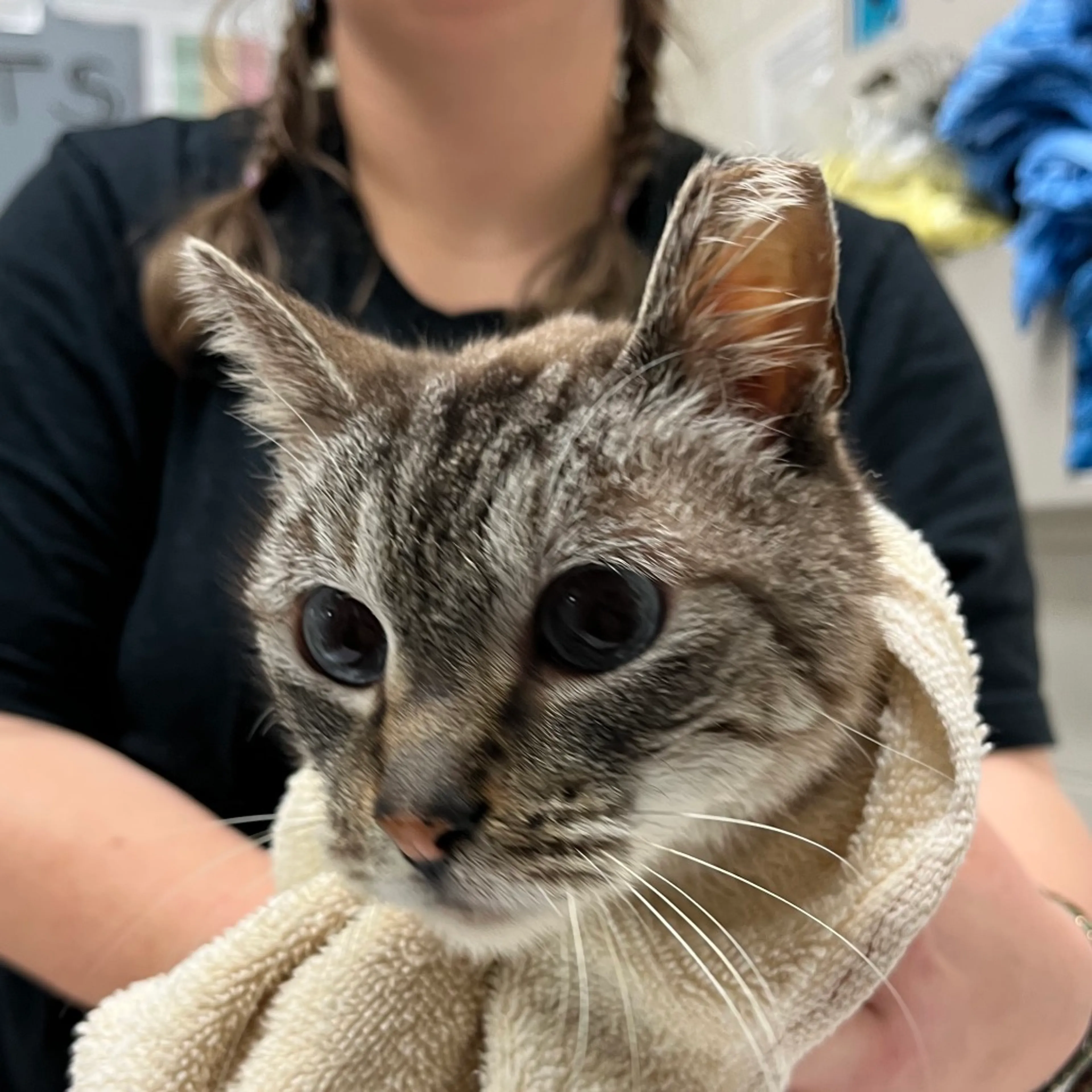 Found pet