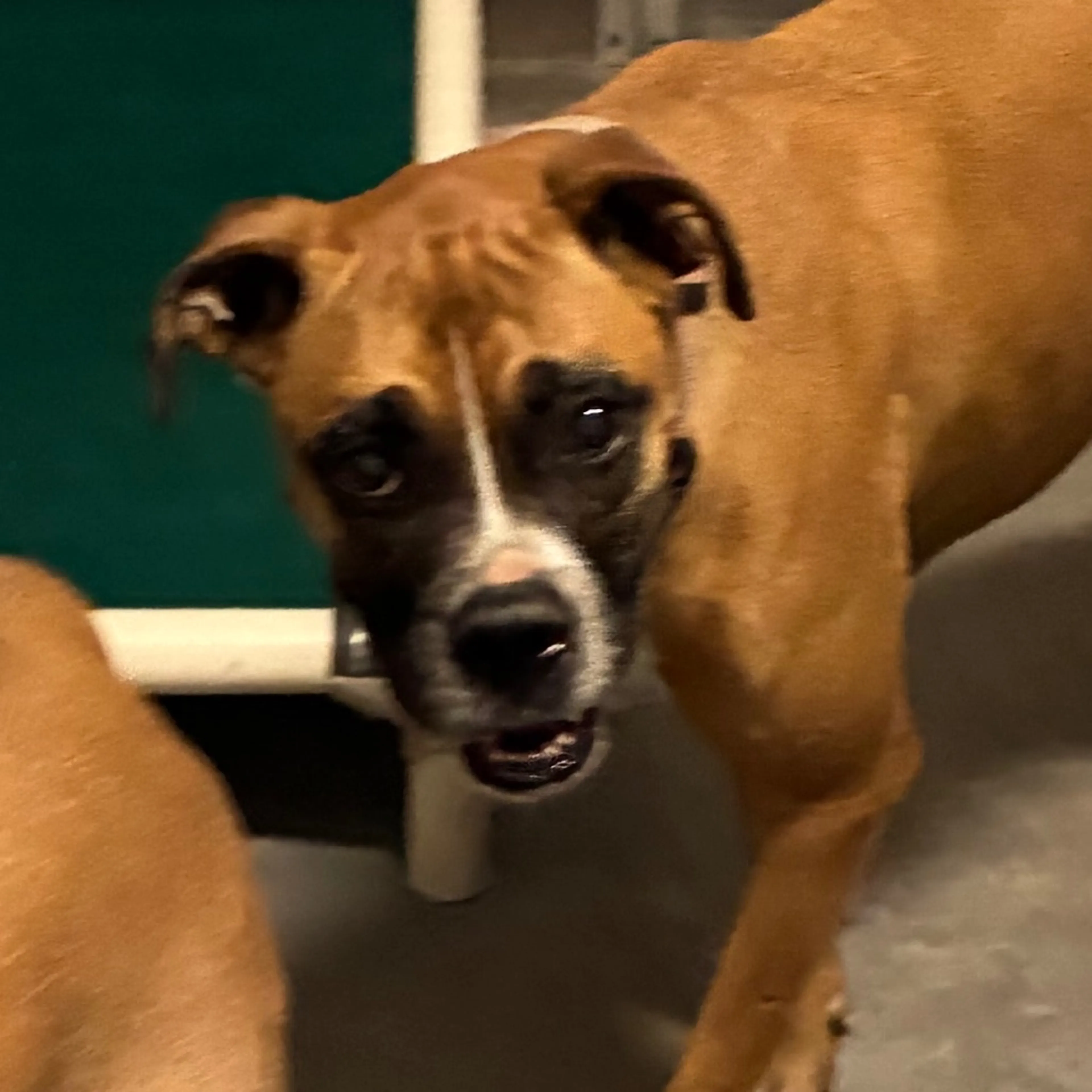 Found pet
