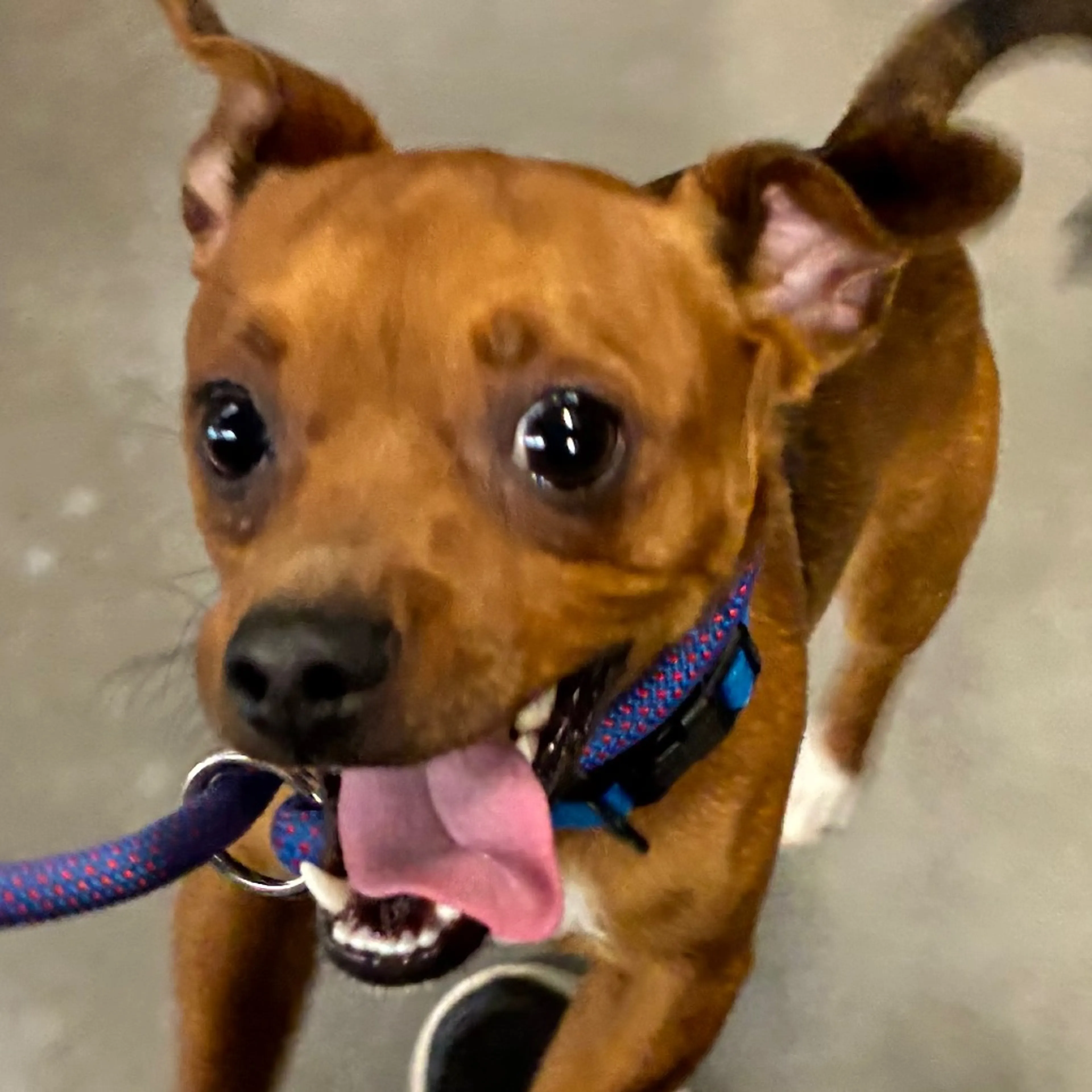 Found pet