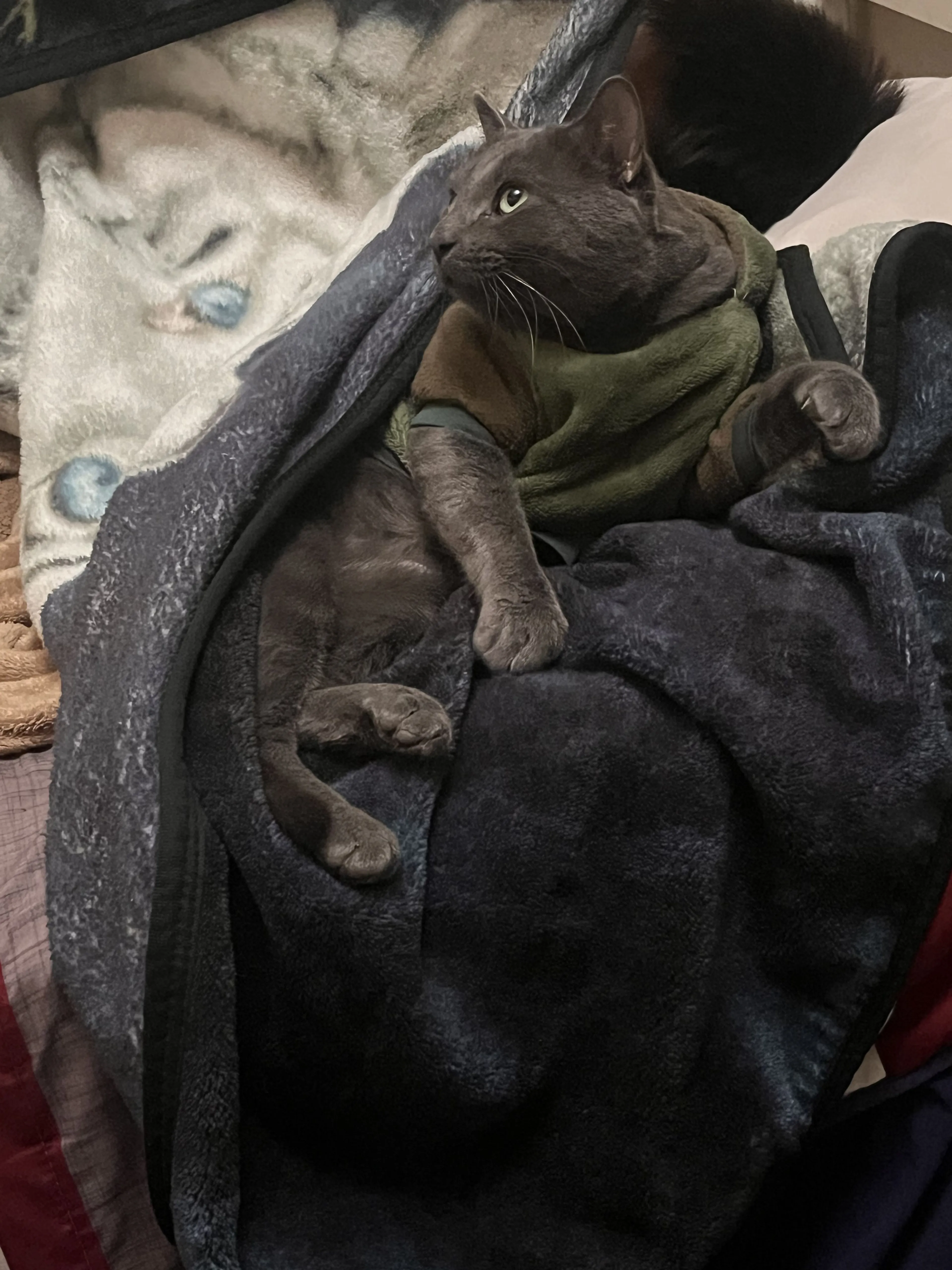Lost pet-1