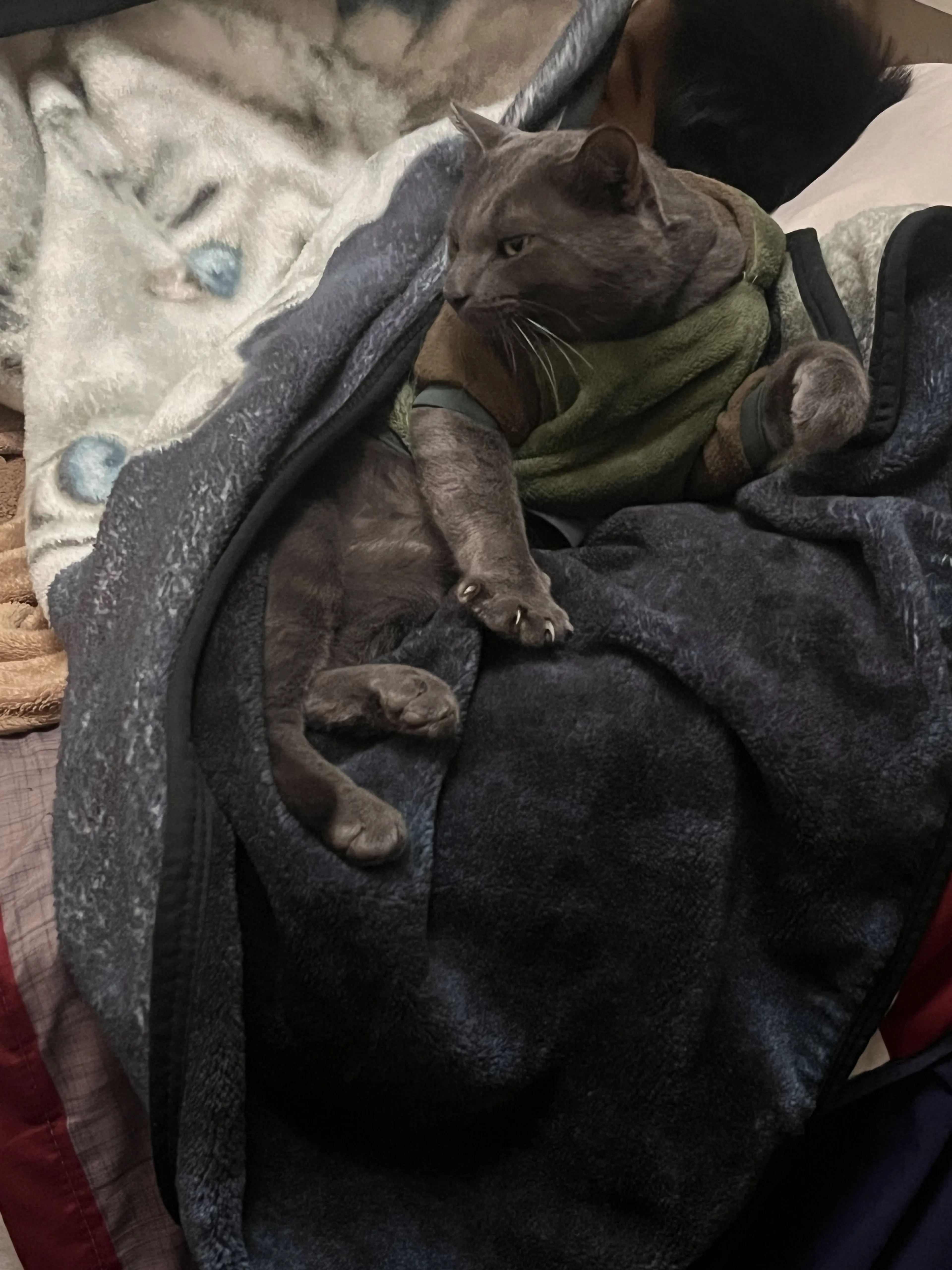 Lost pet-0