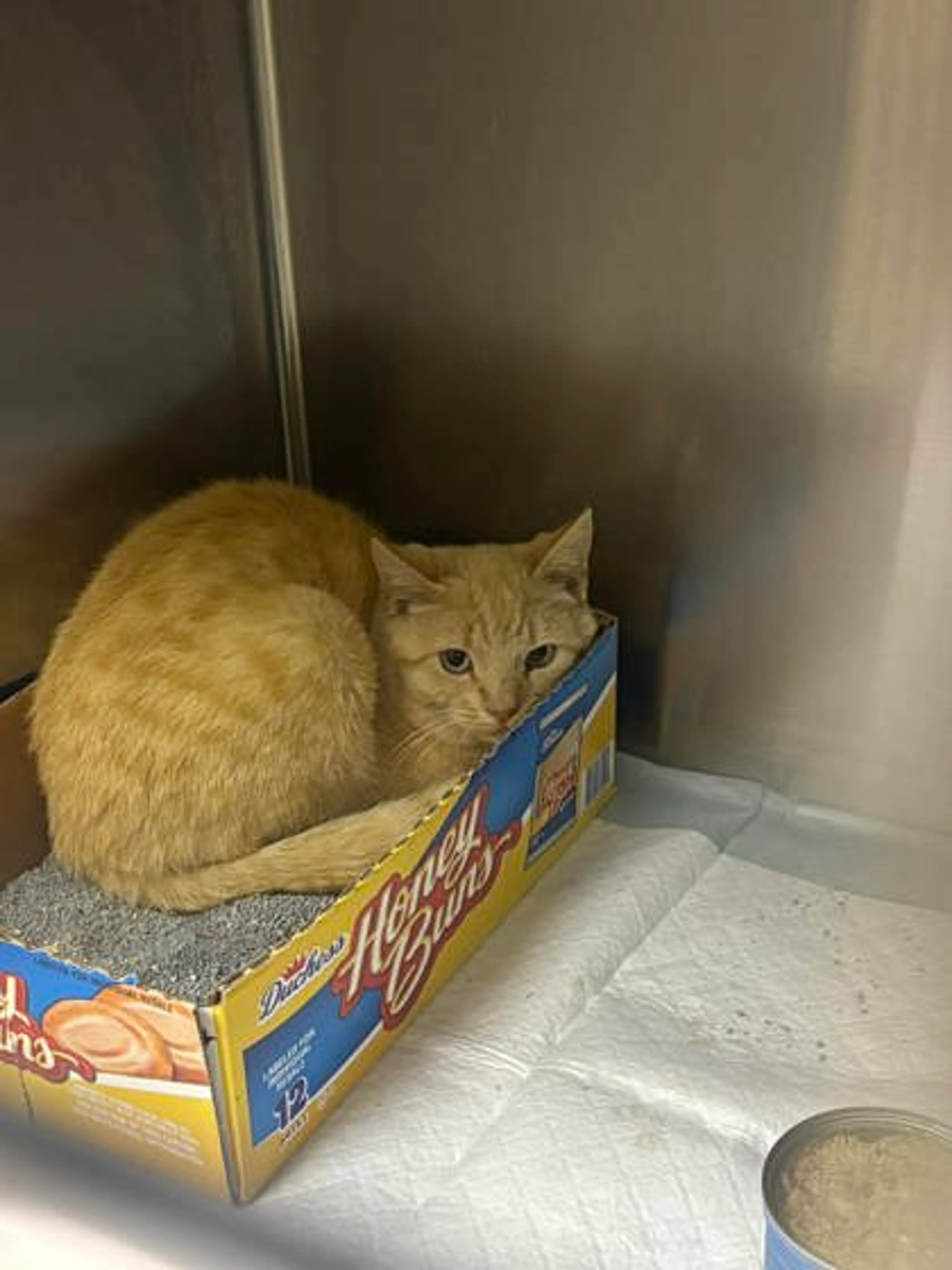 Found pet