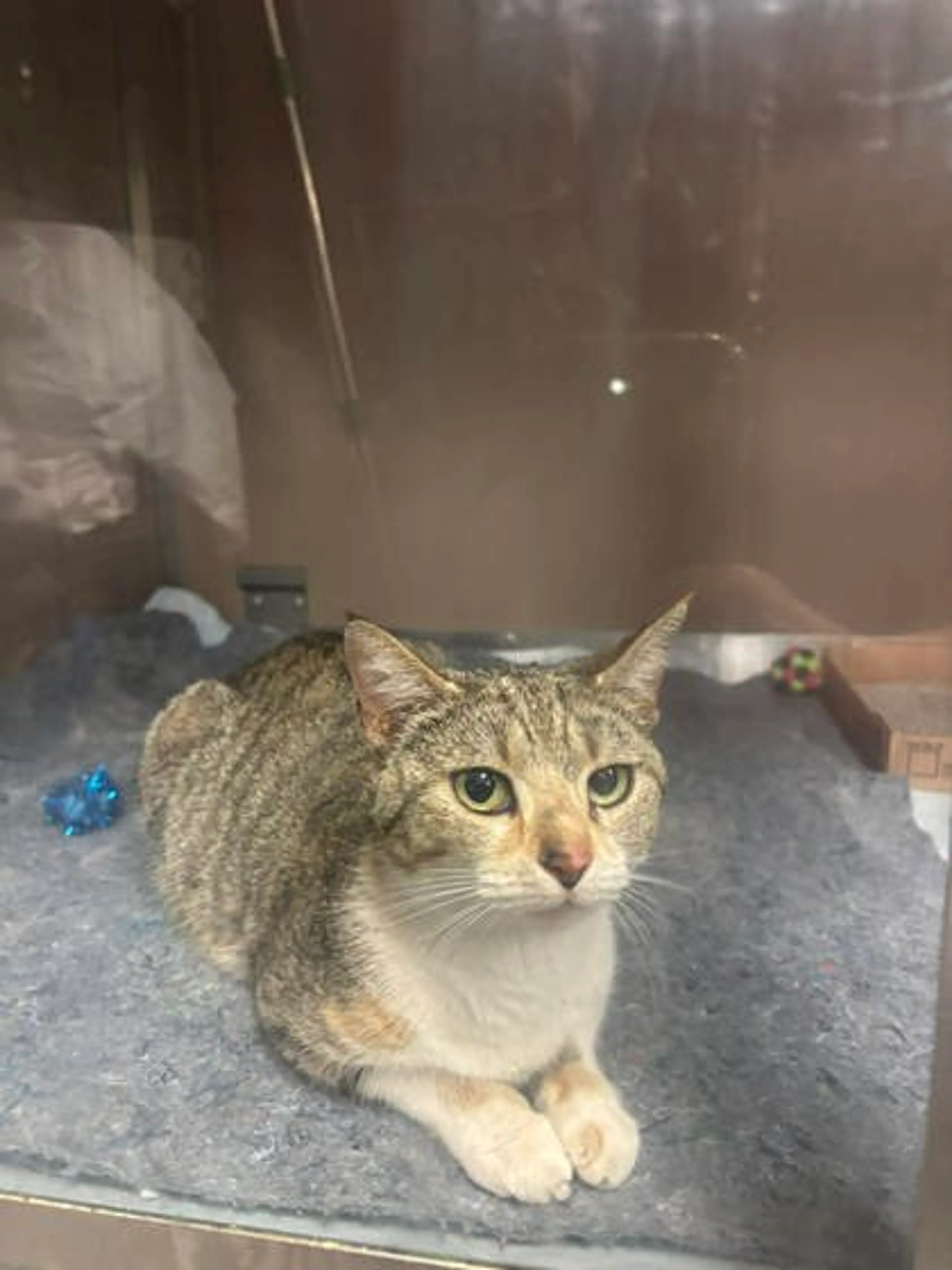 Found pet
