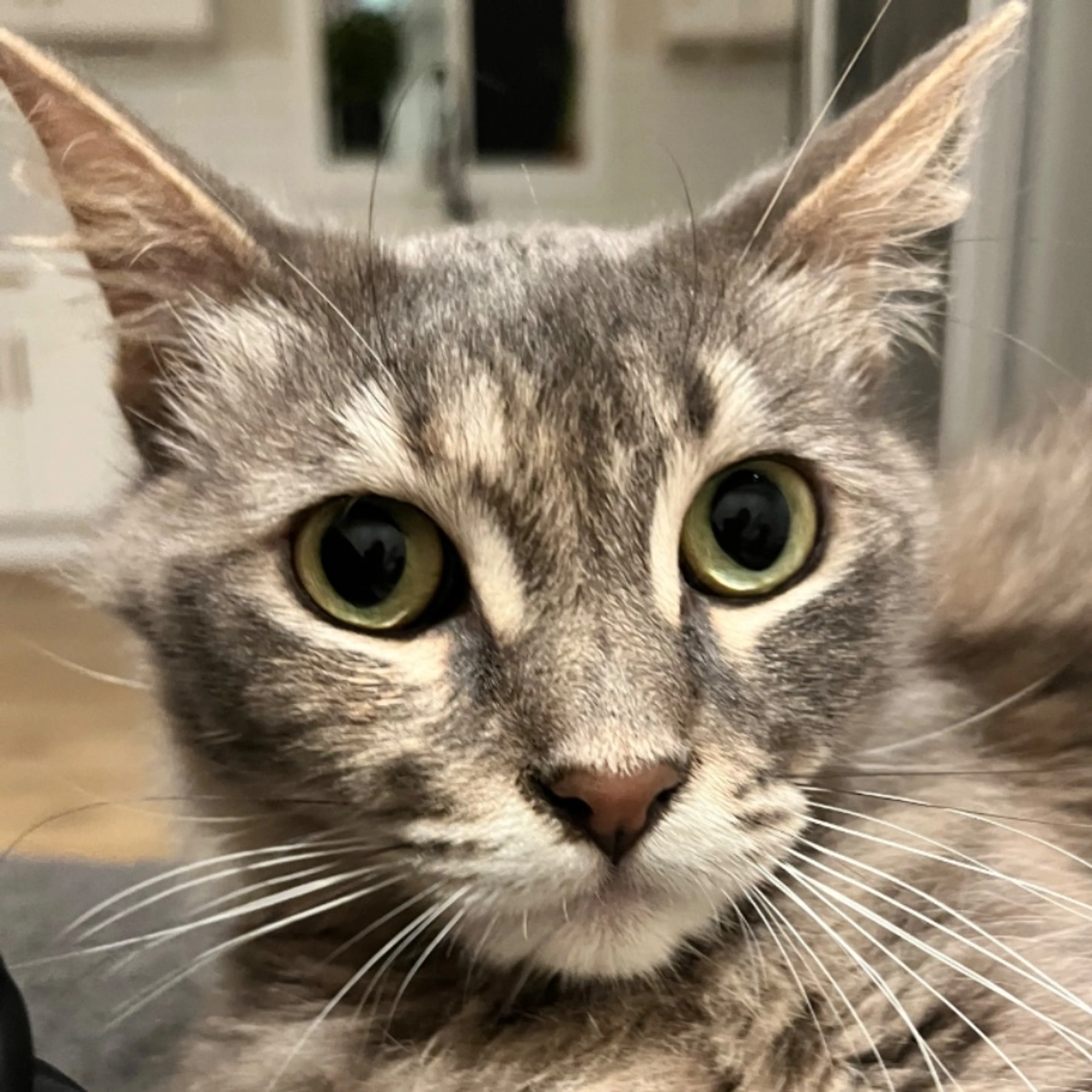 Lost pet