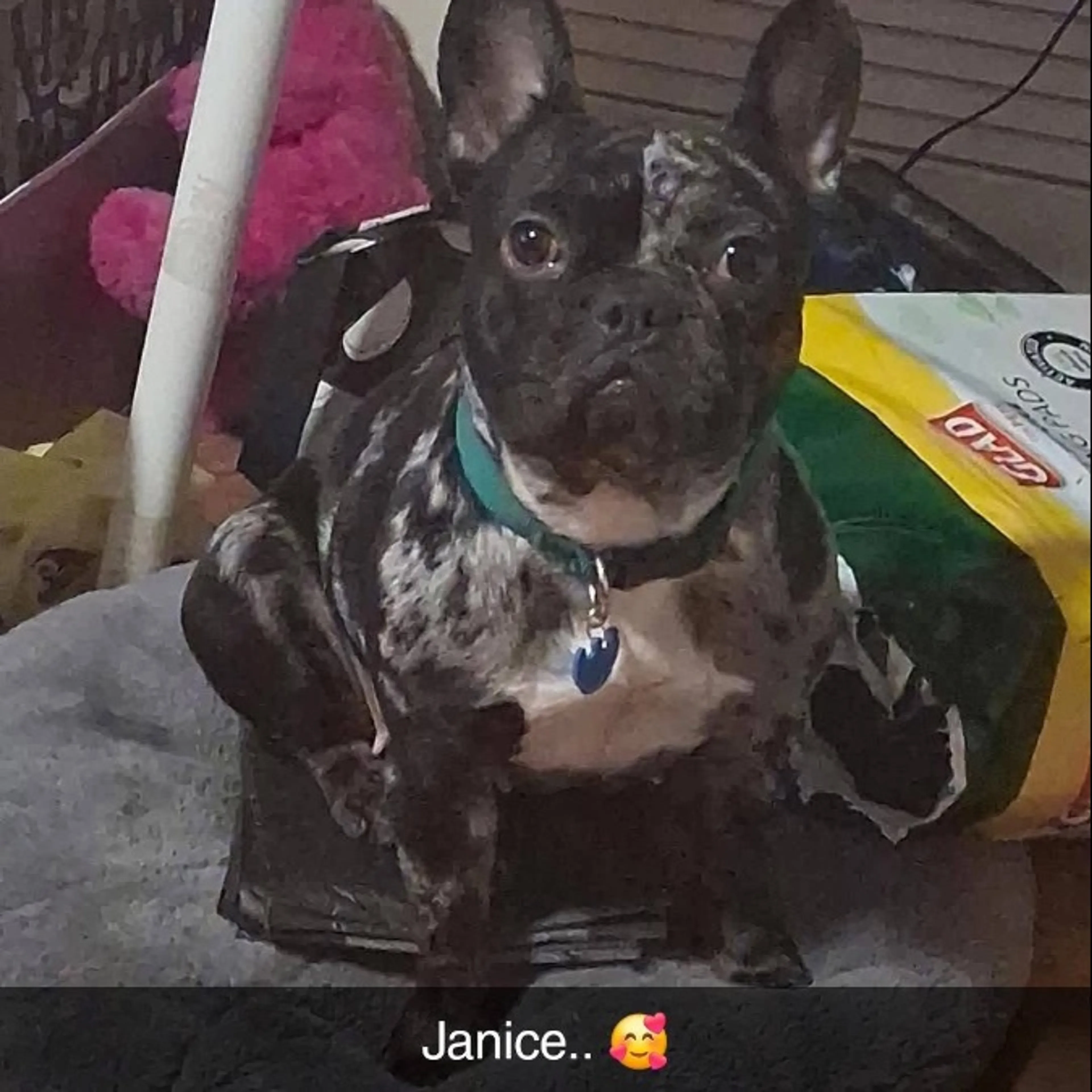 Lost pet