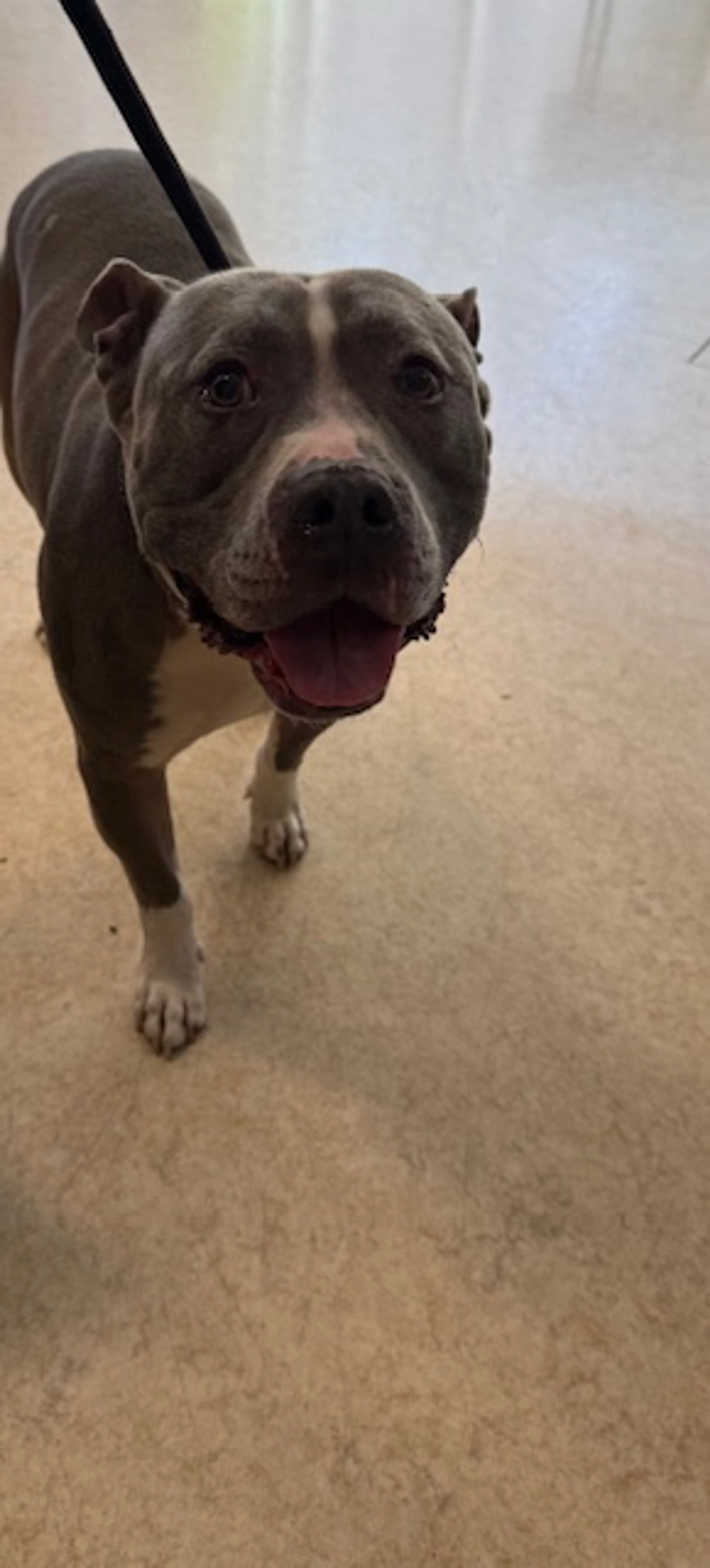 Found pet