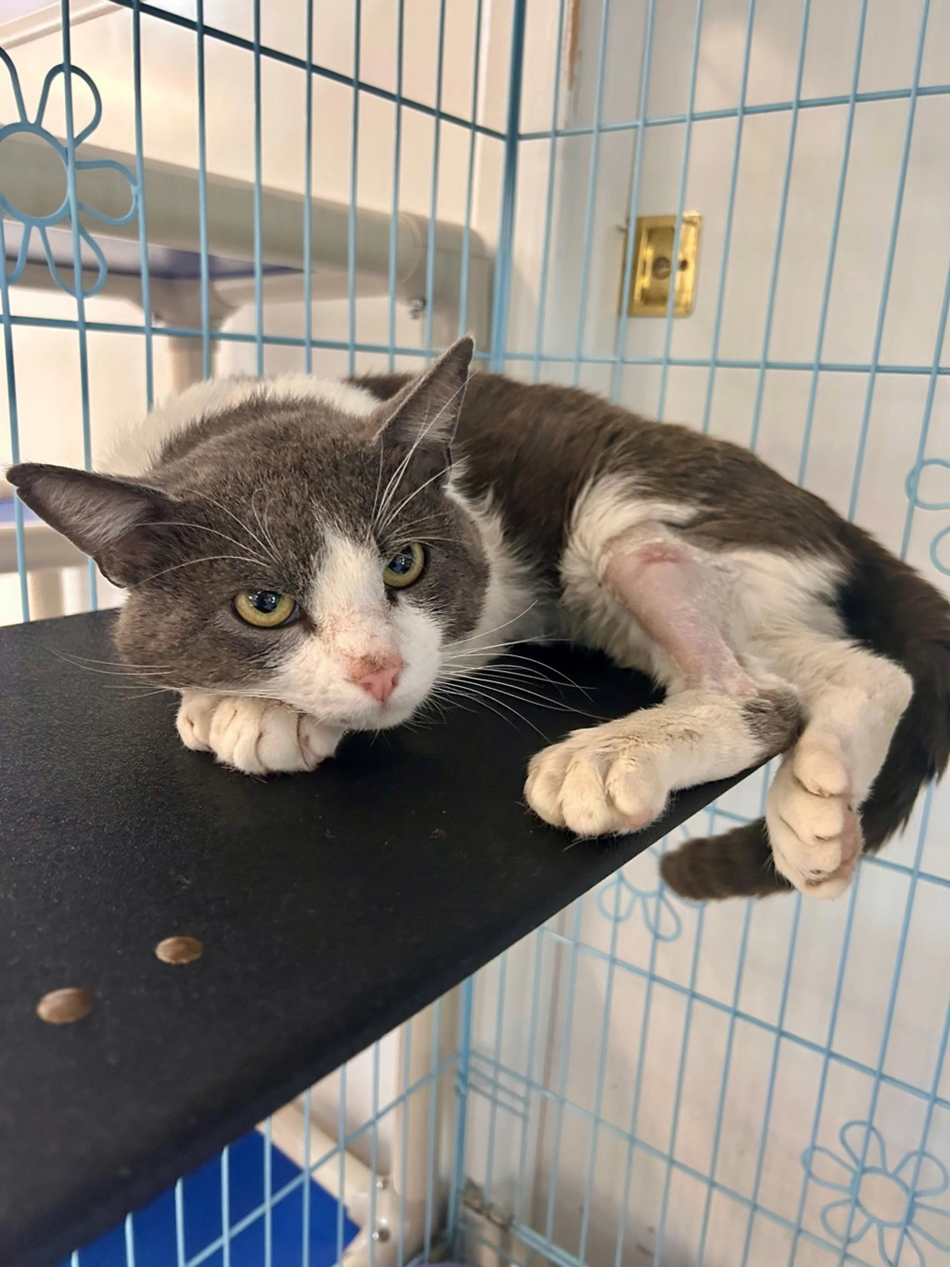 Found pet-1