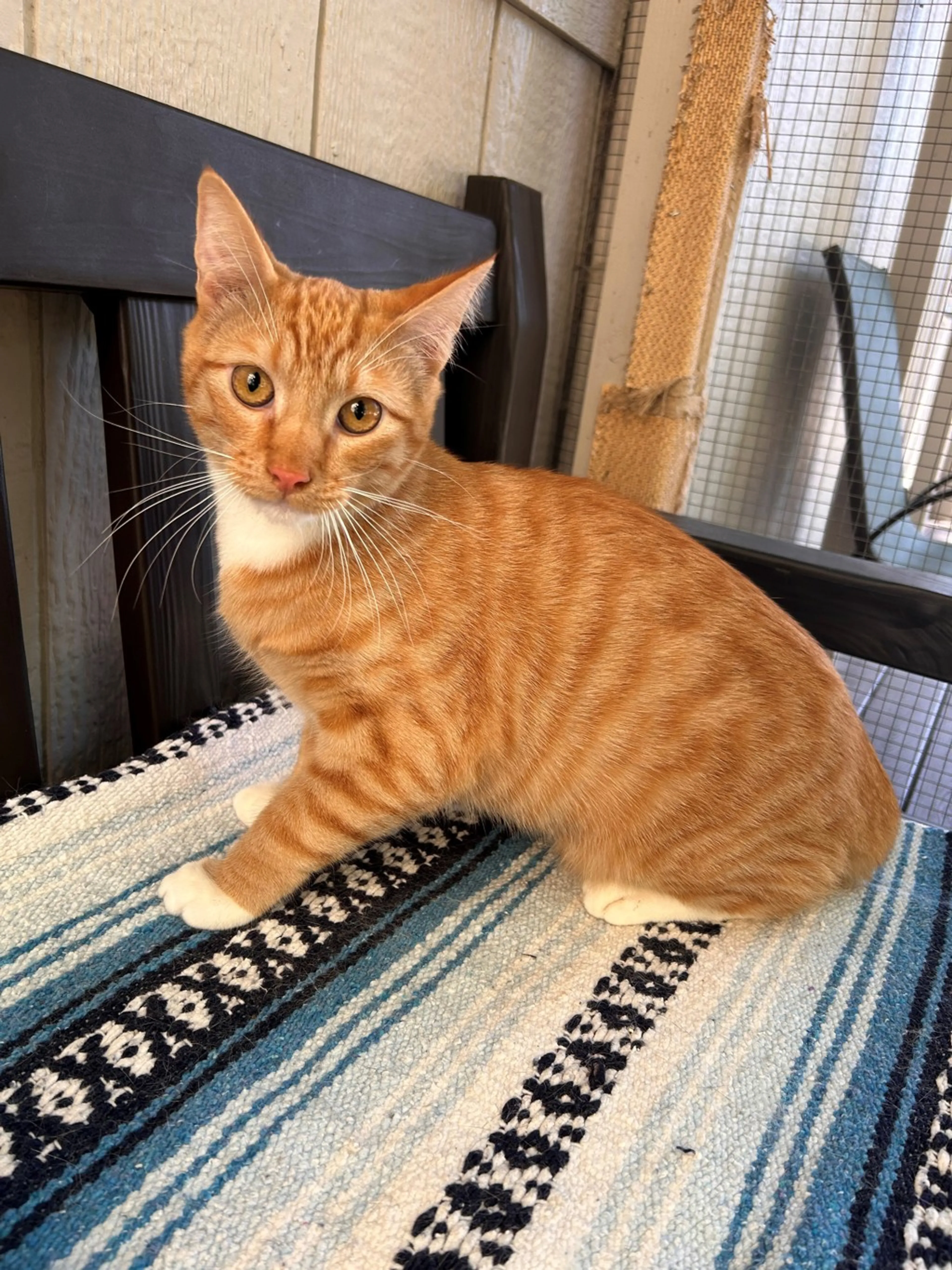 Found pet