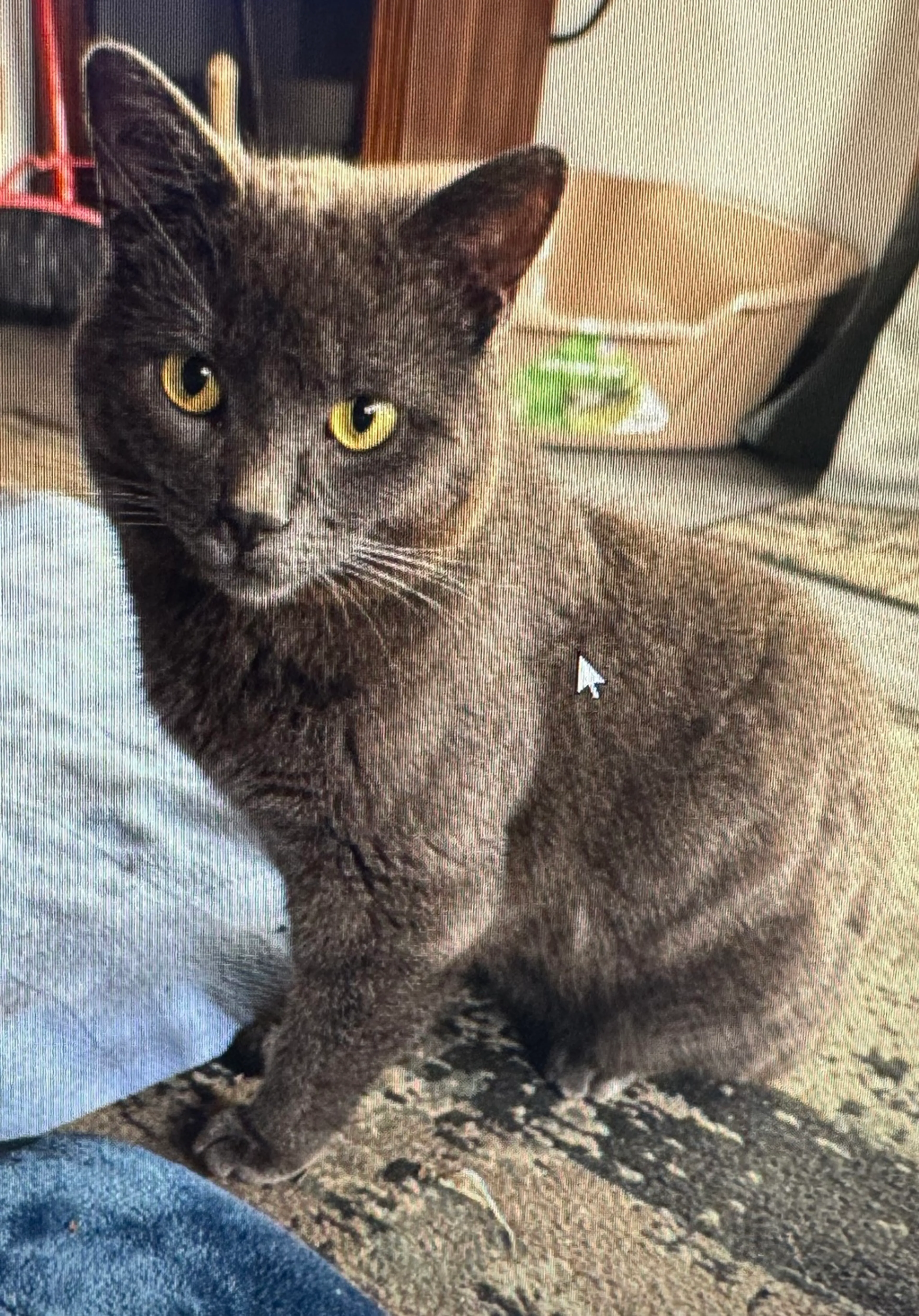 Found pet