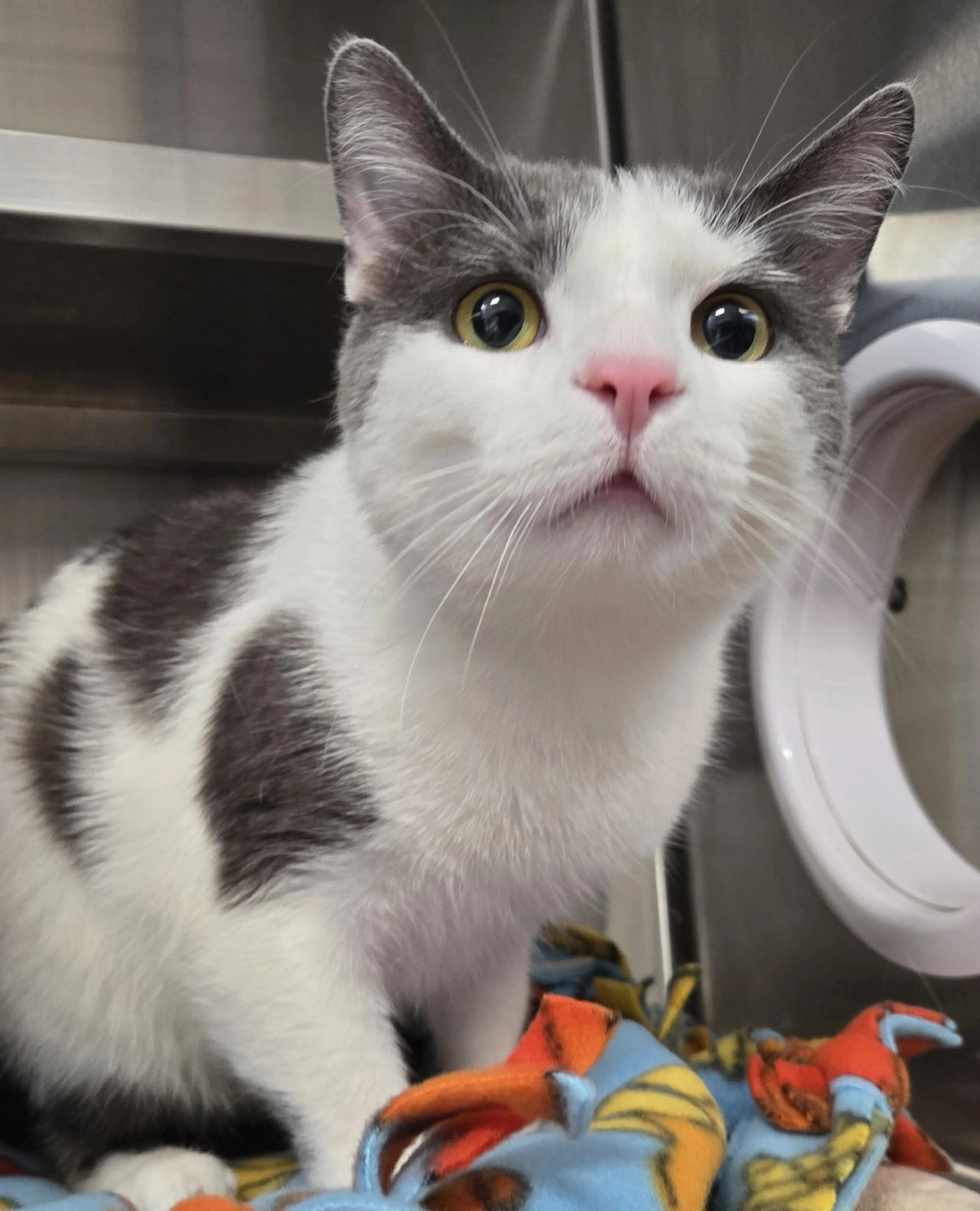Found pet-0