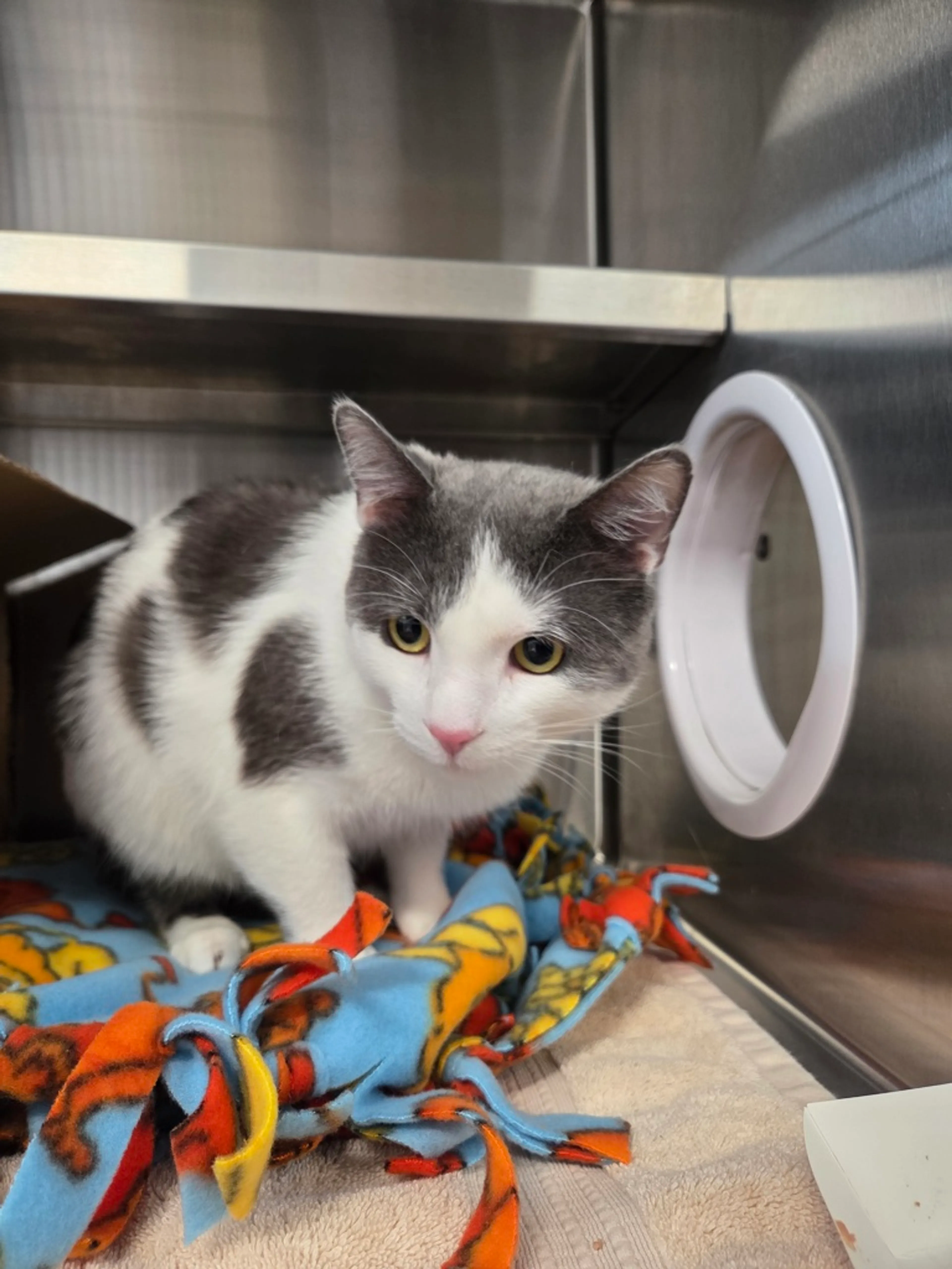 Found pet-1