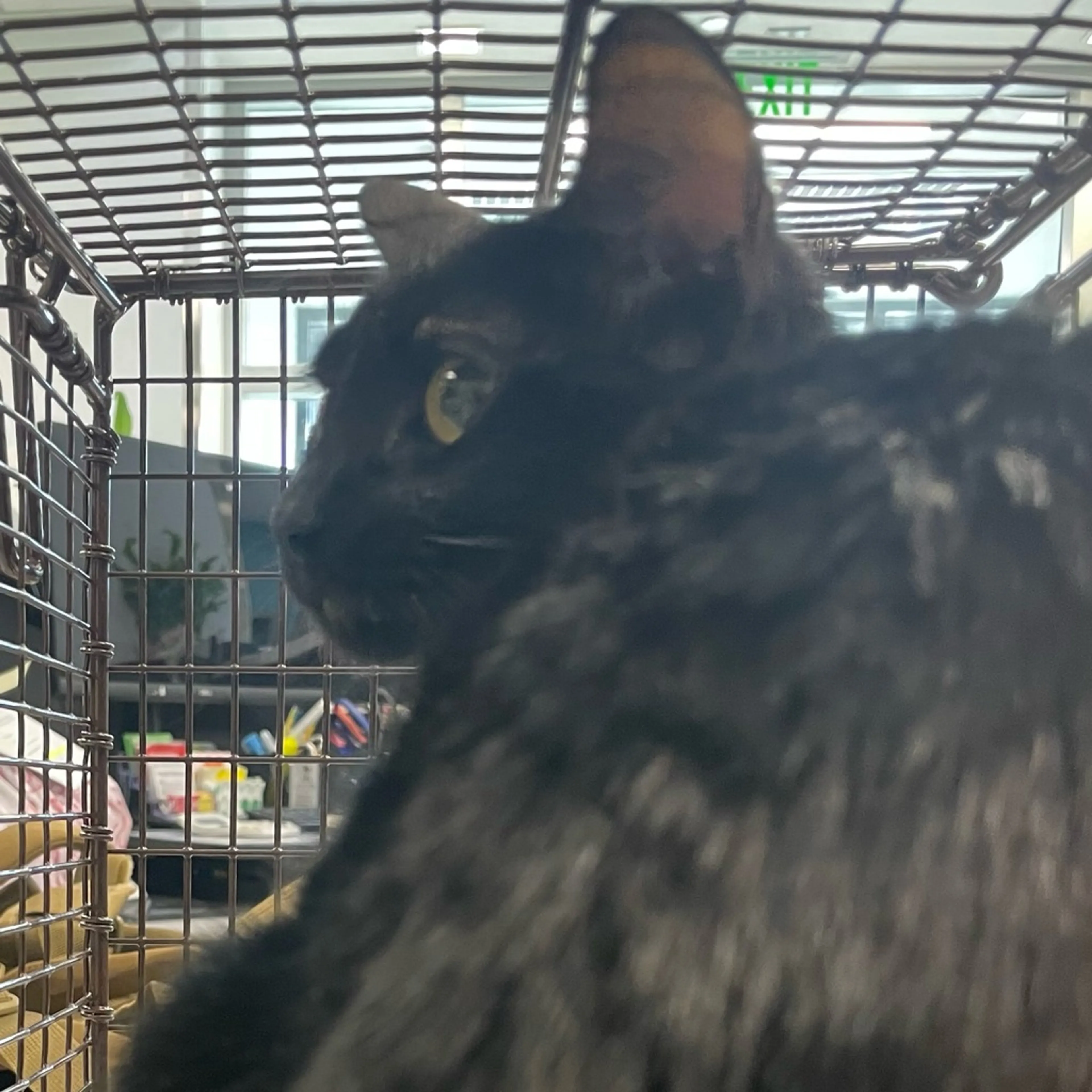 Found pet