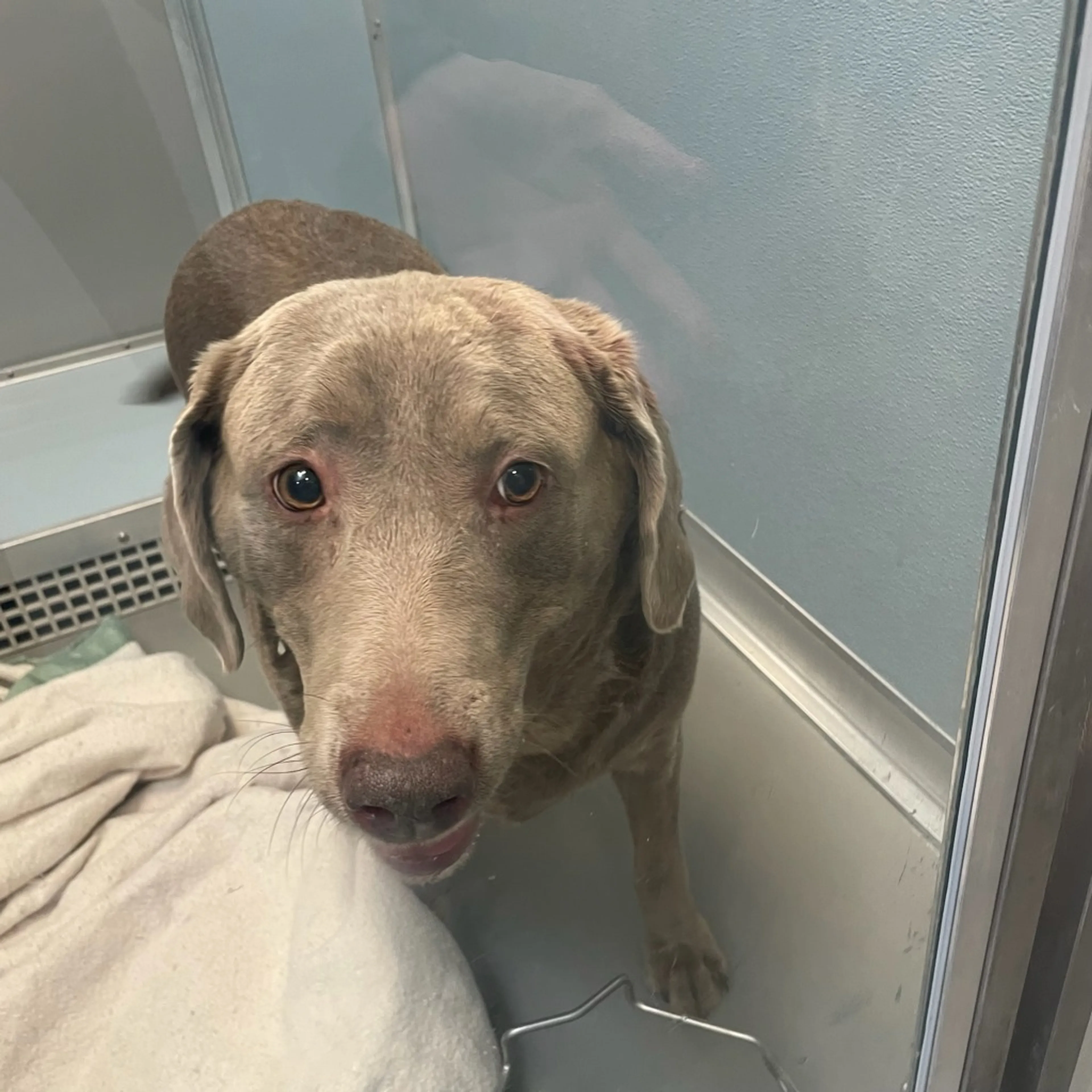 Found pet
