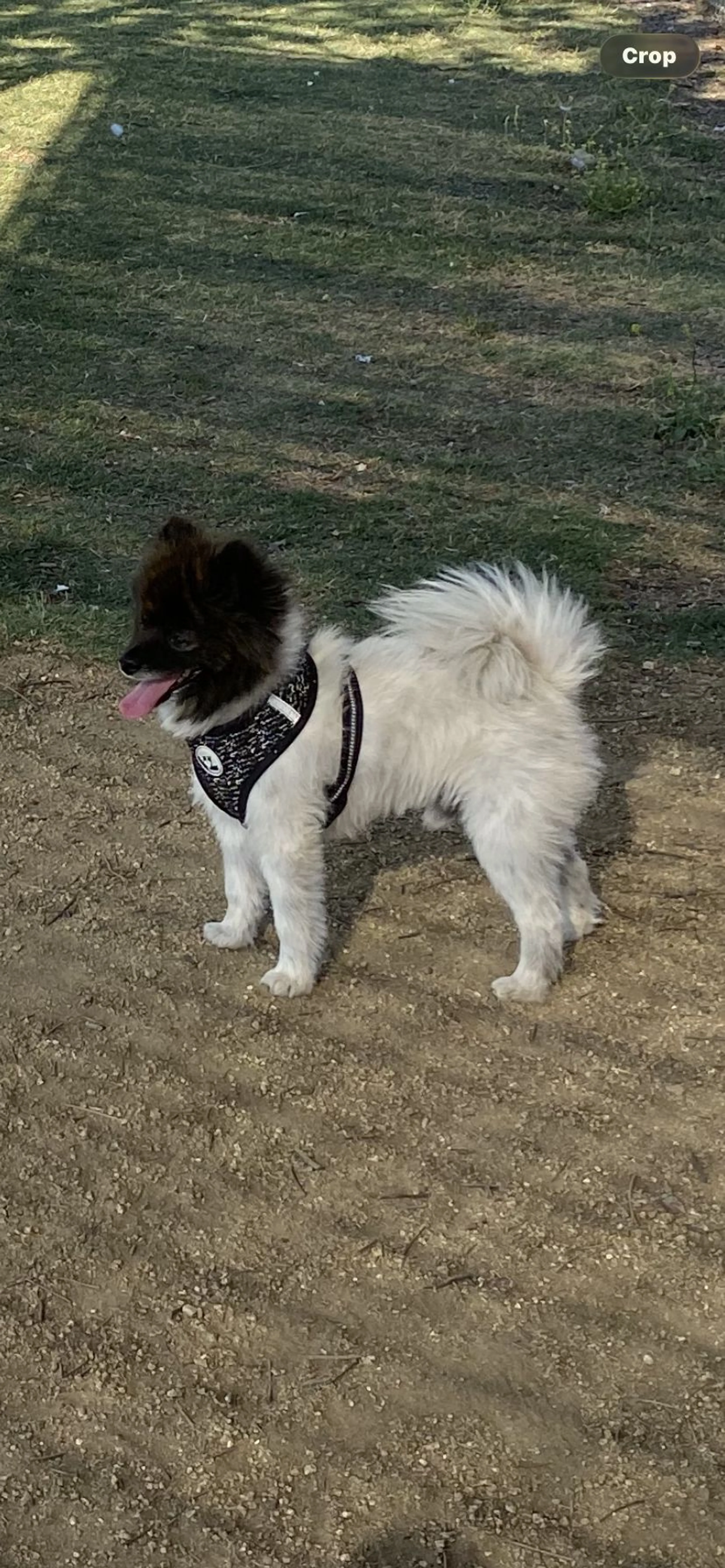 Lost pet