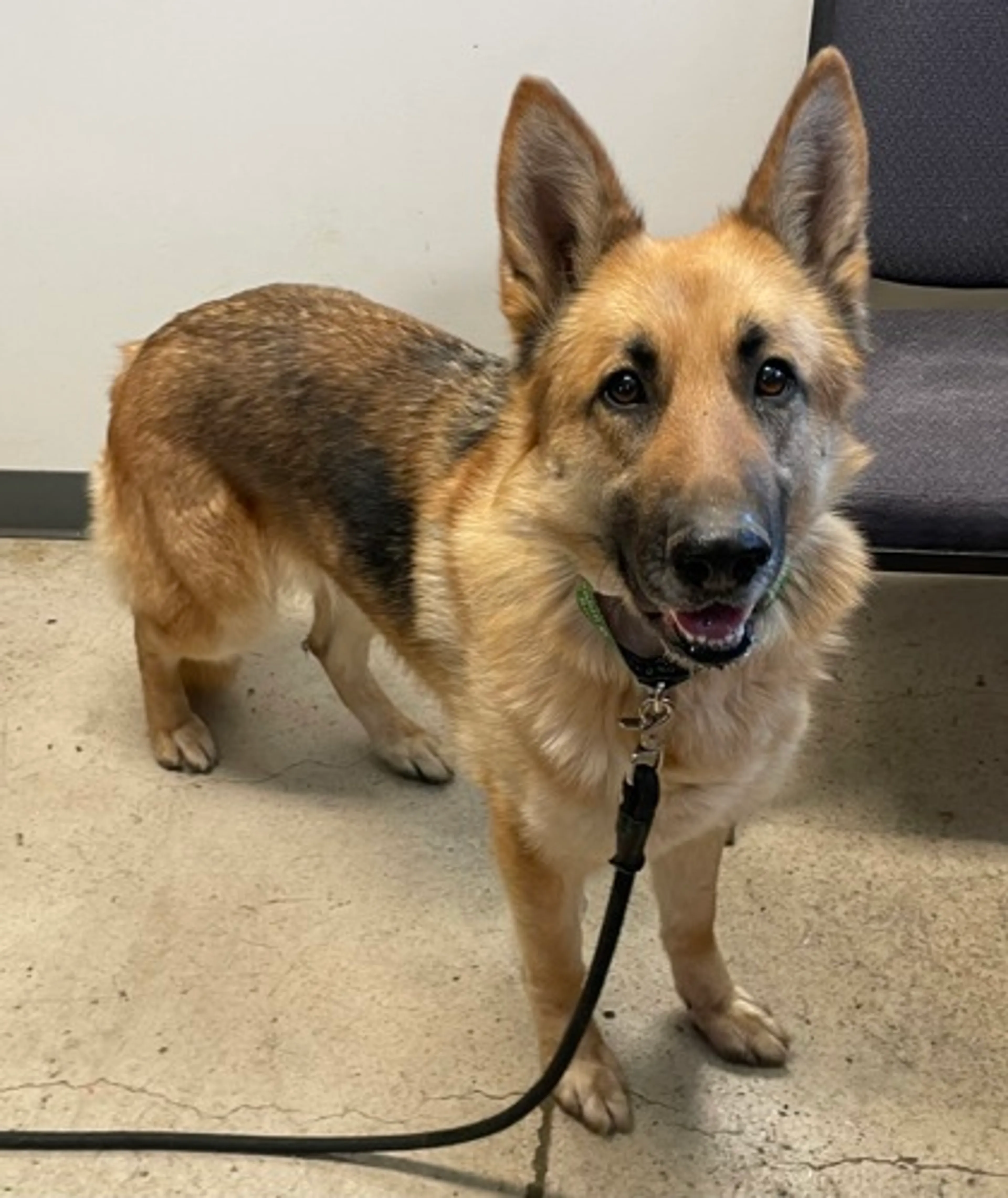 Found pet-2