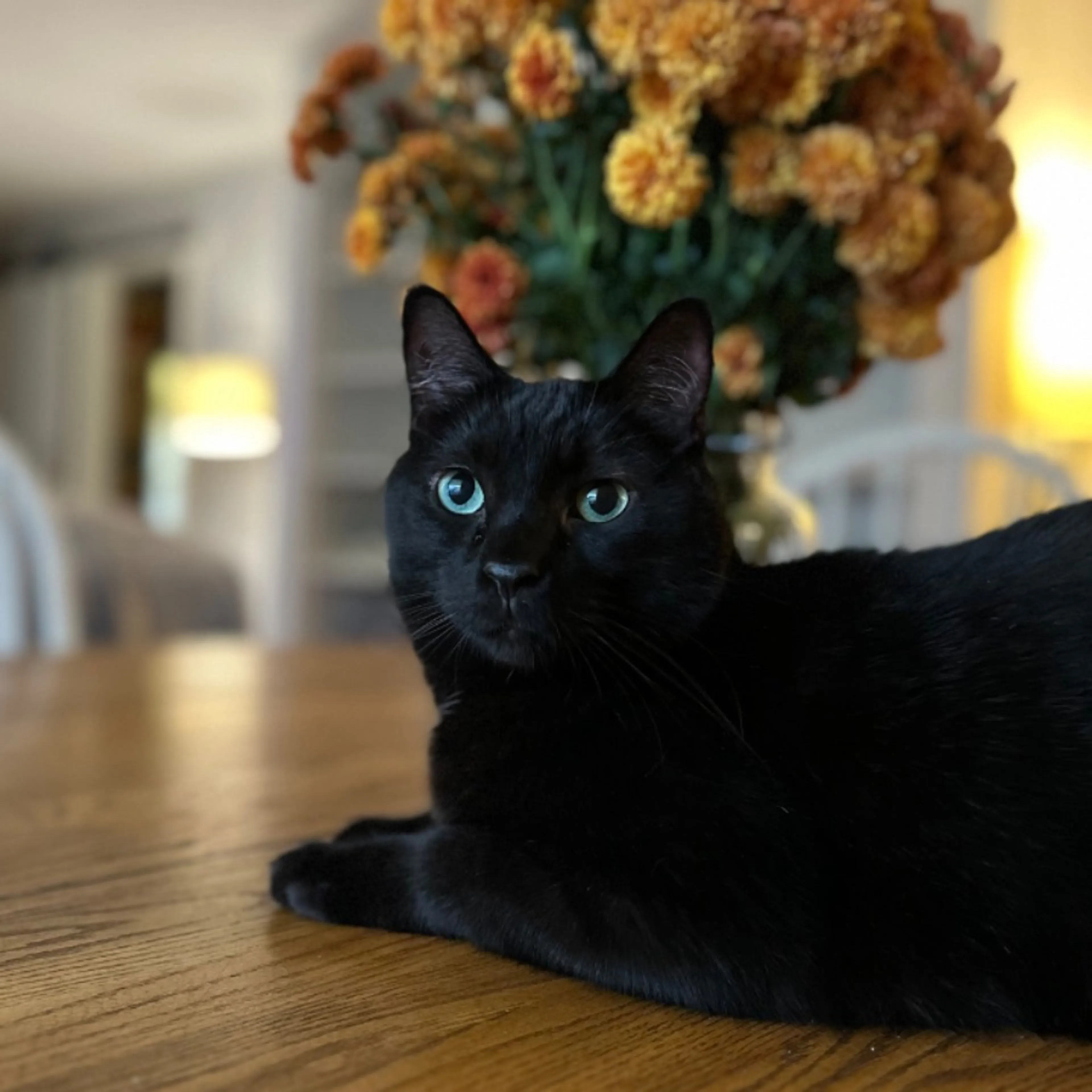 Lost pet-0