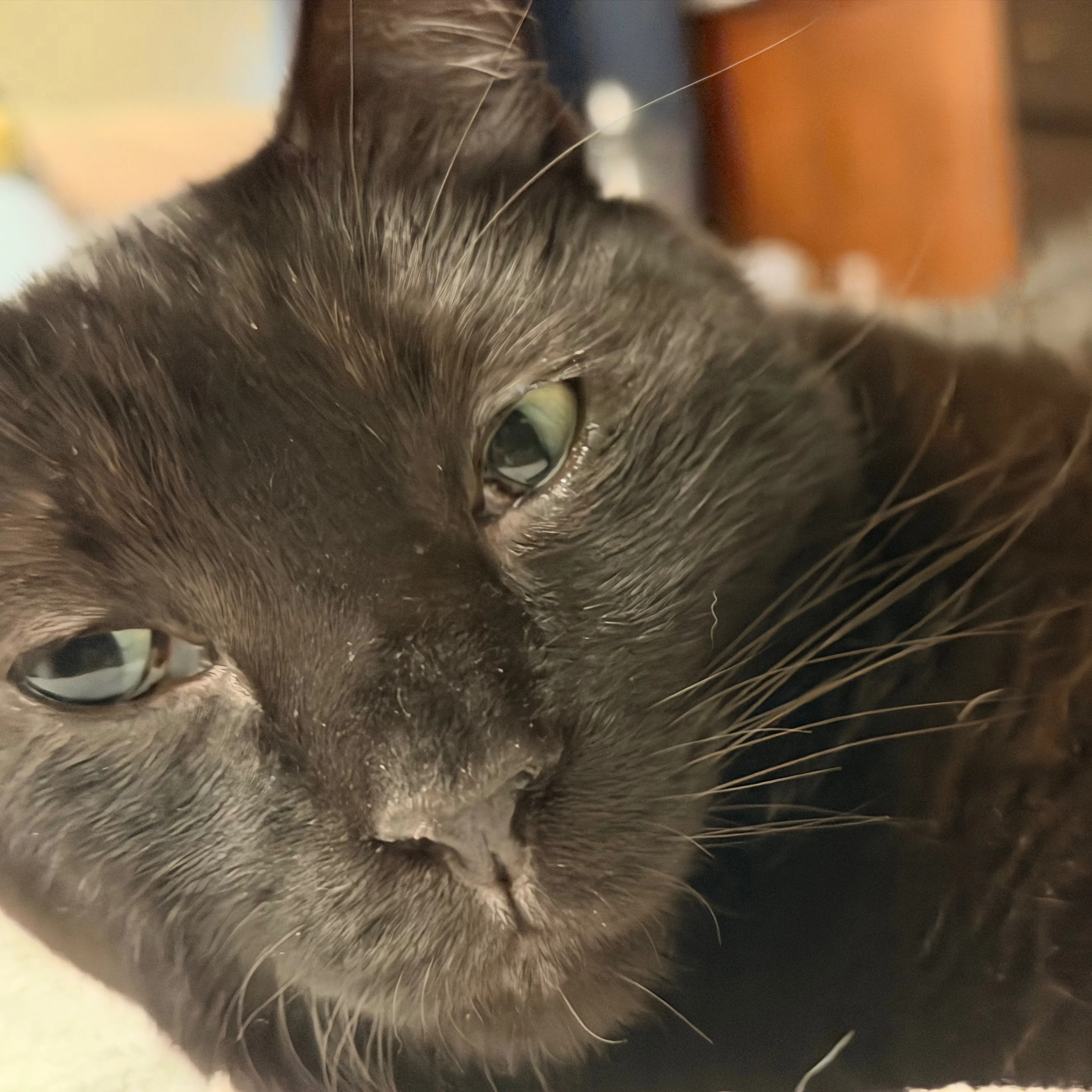 Lost pet-1