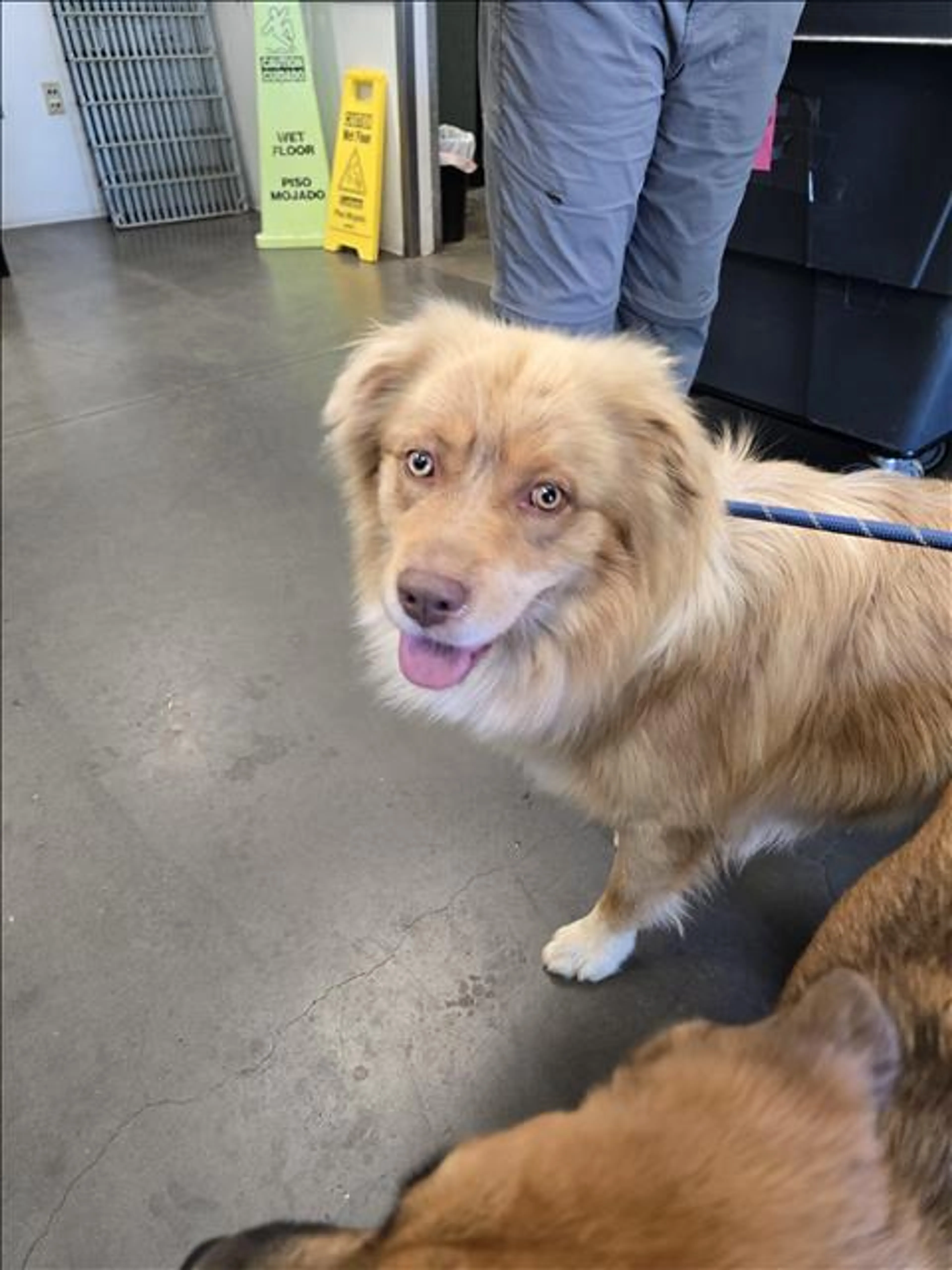 Found pet