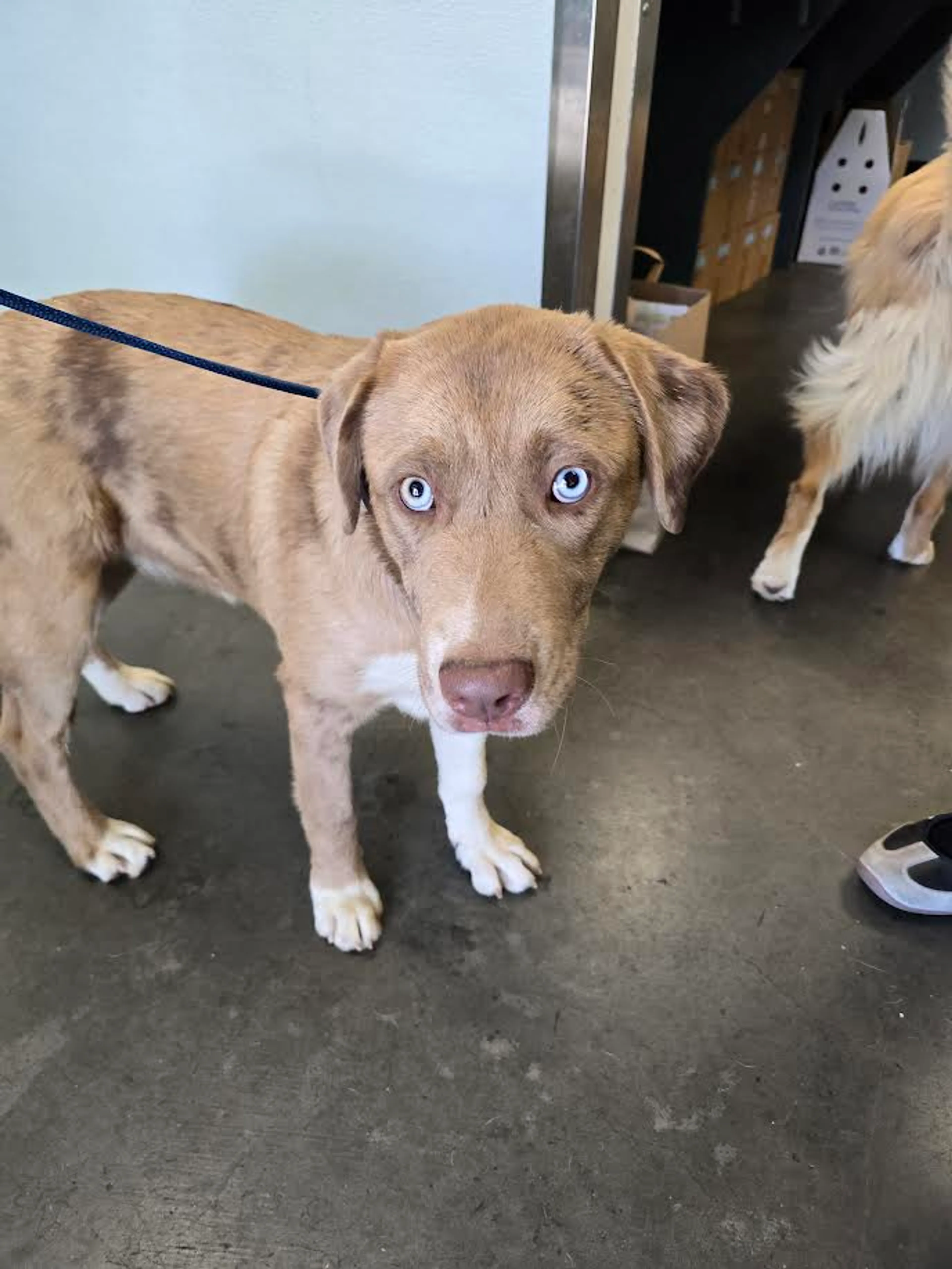 Found pet