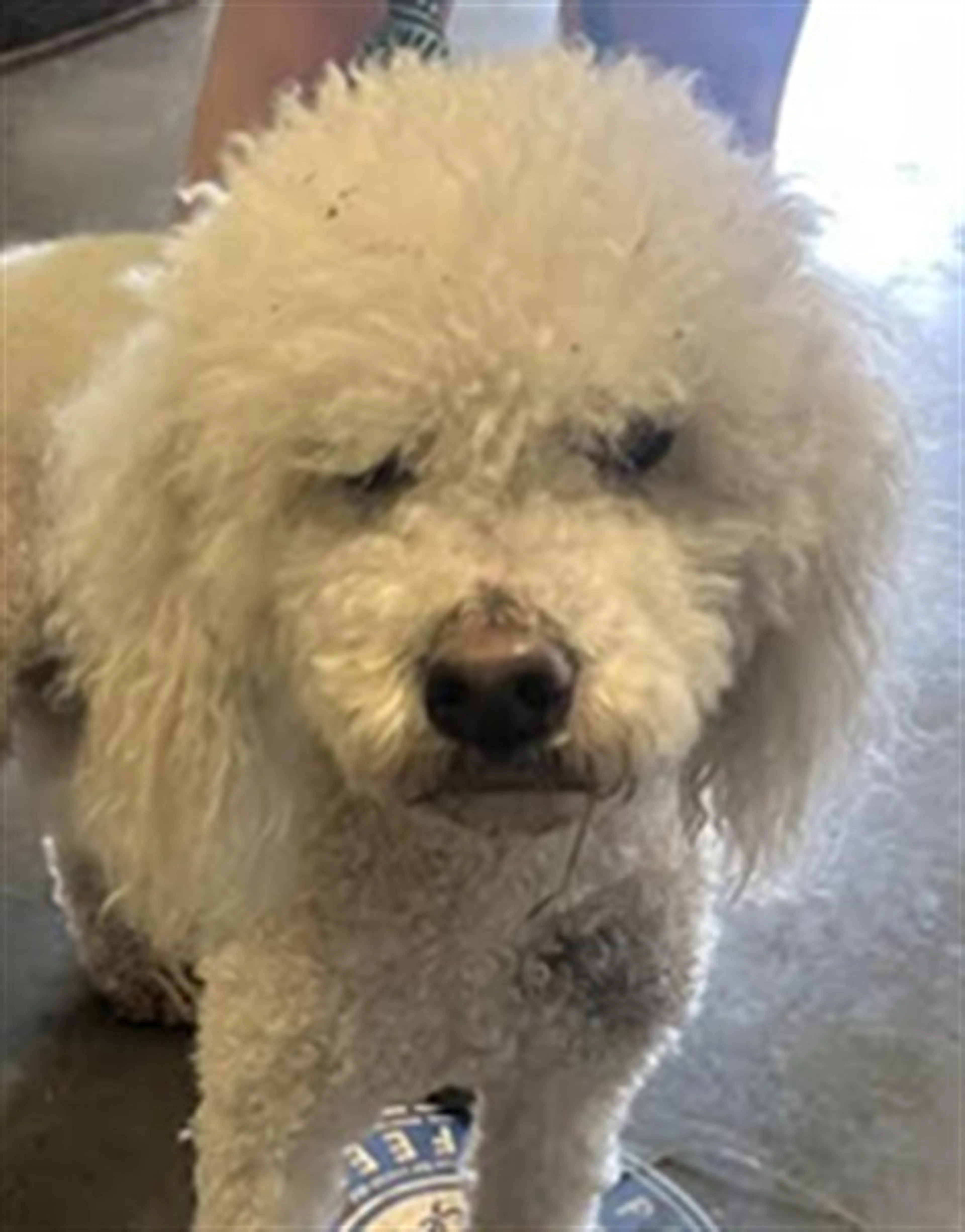 Found pet