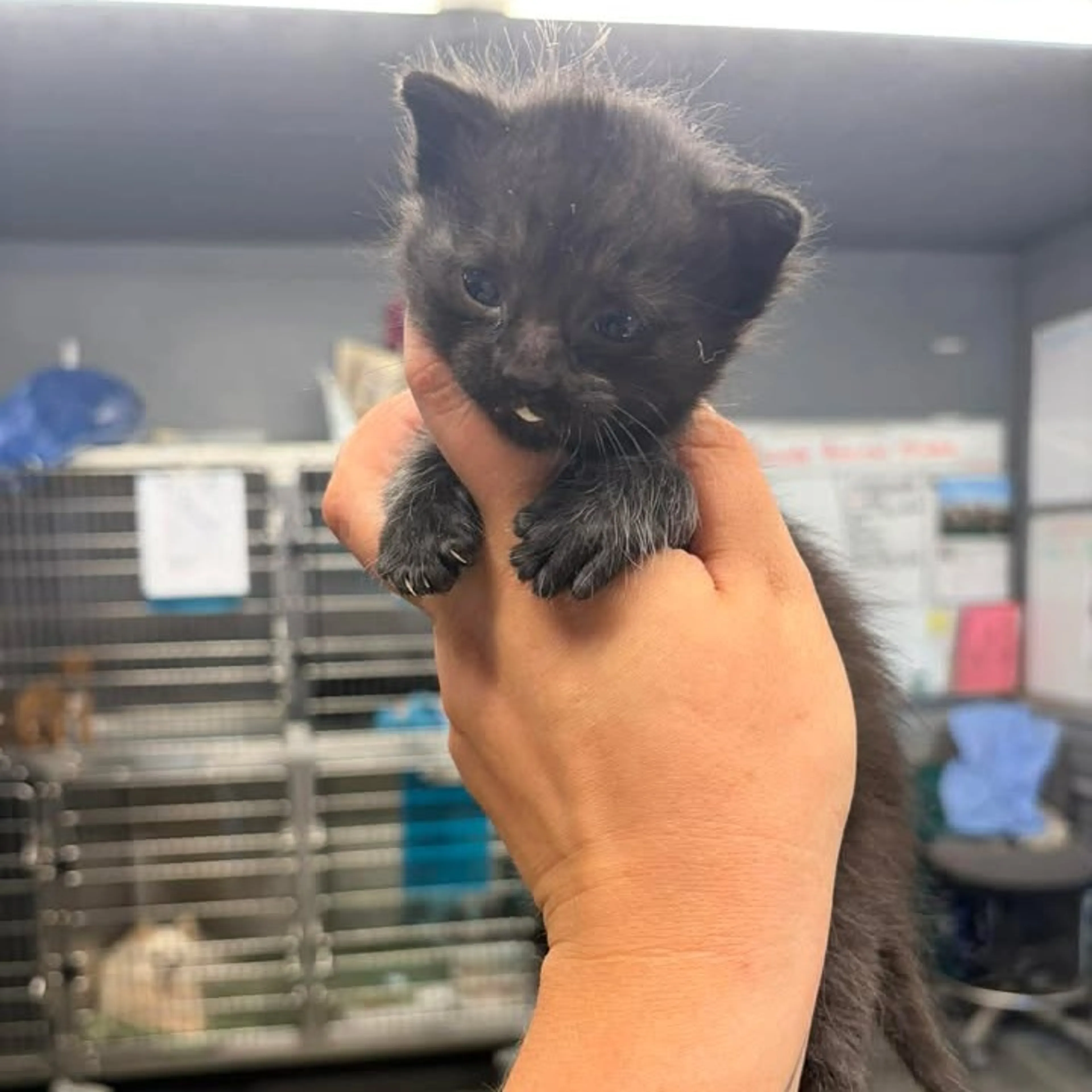 Found pet