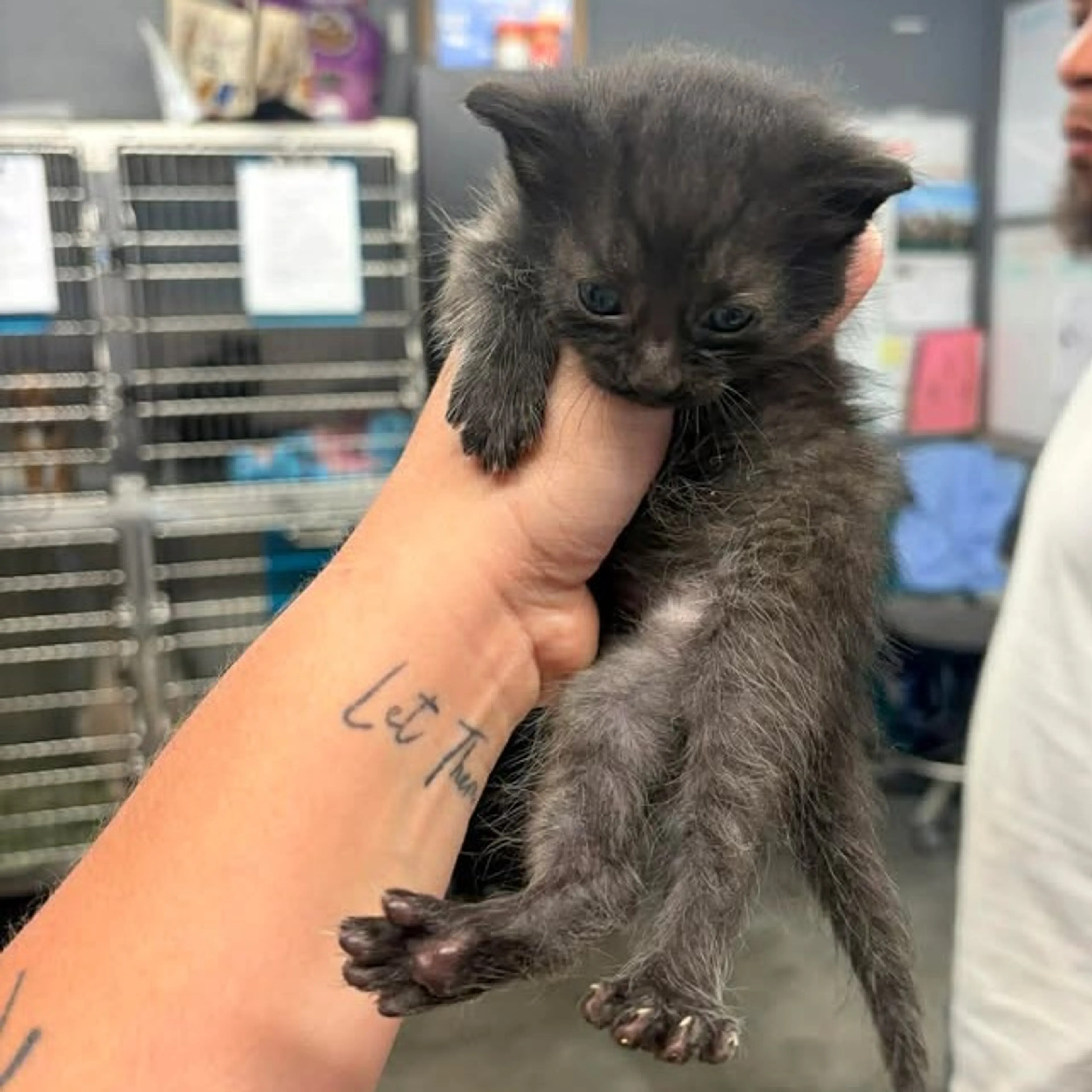 Found pet