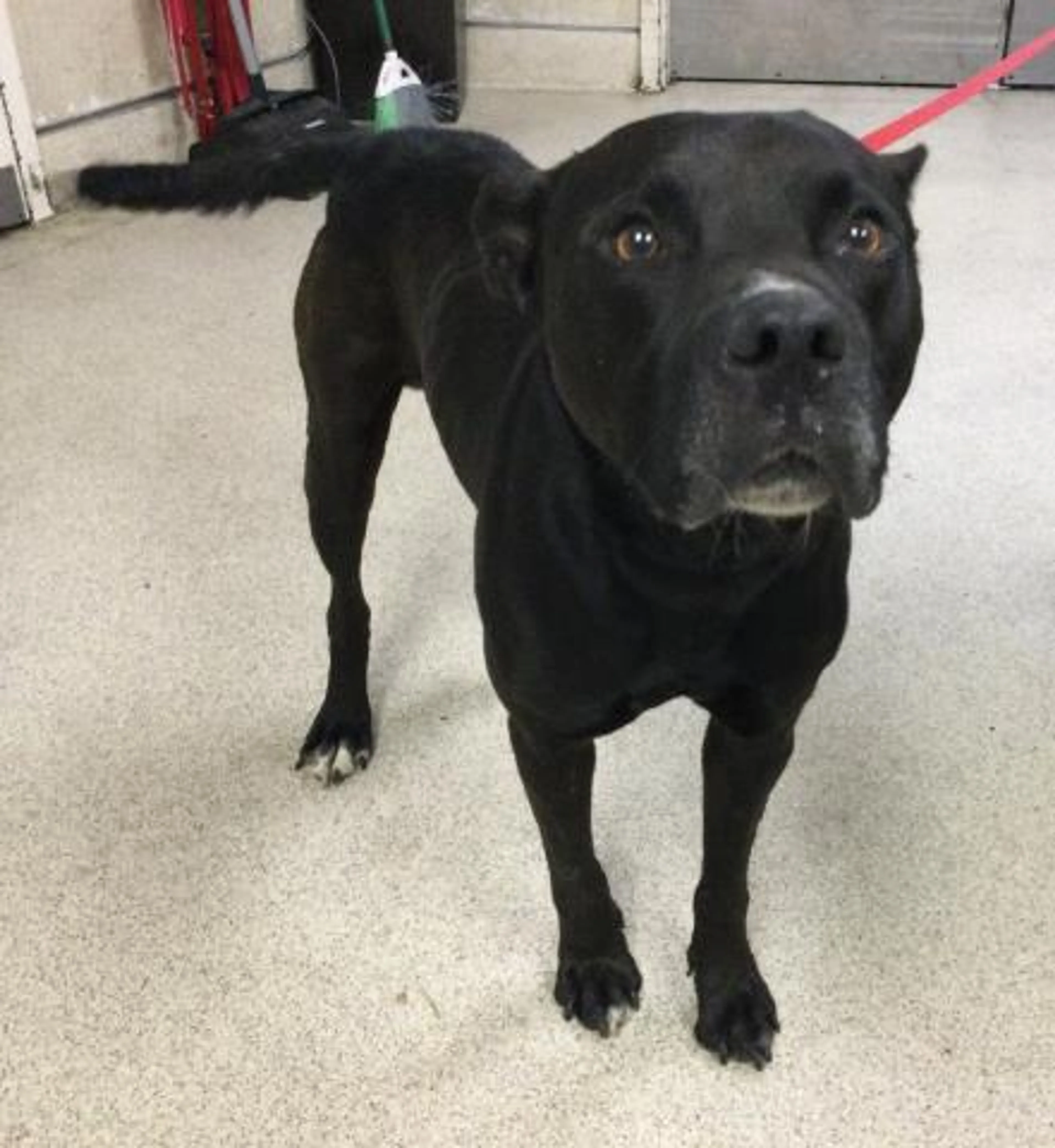 Found pet