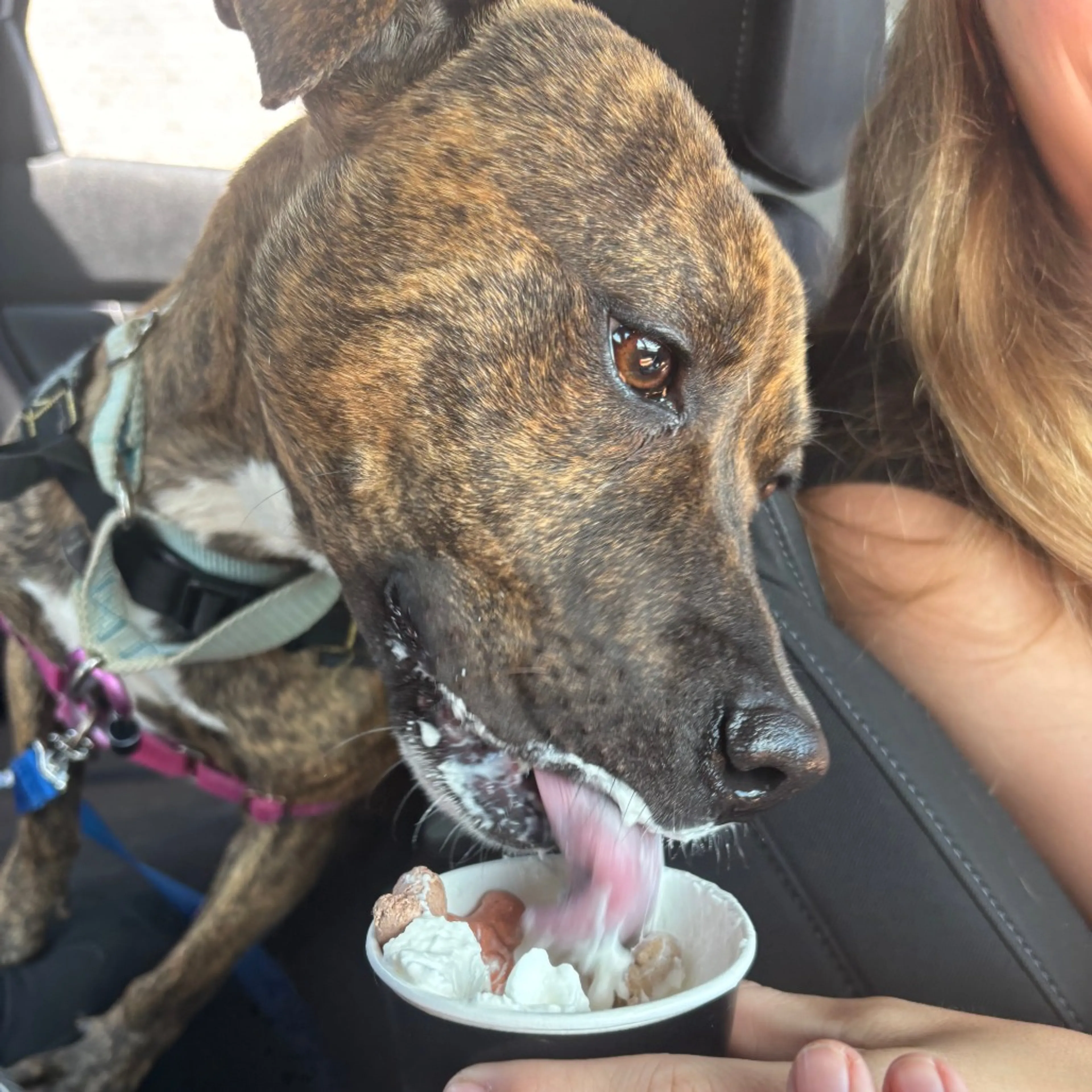 Found pet-4