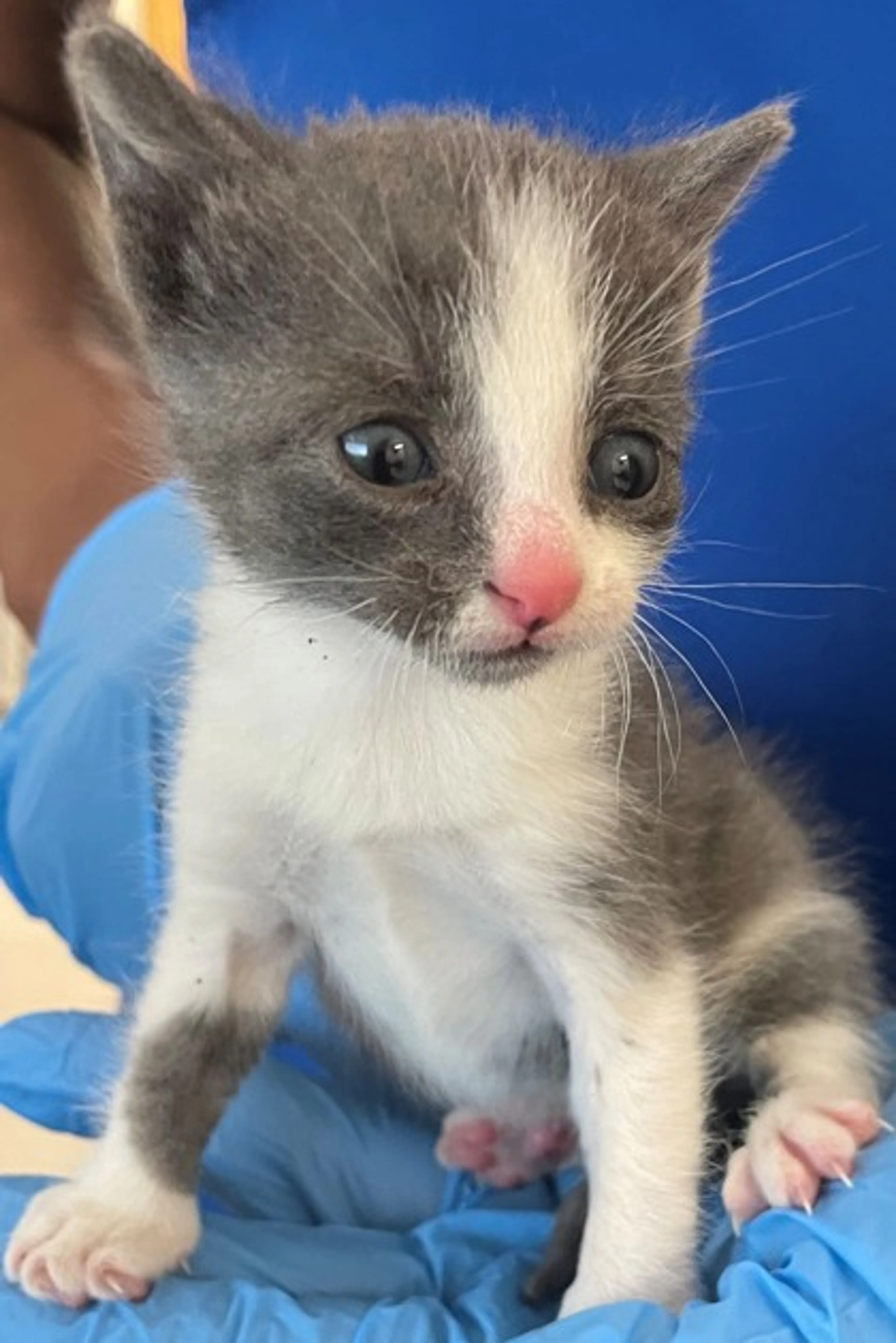 Found pet
