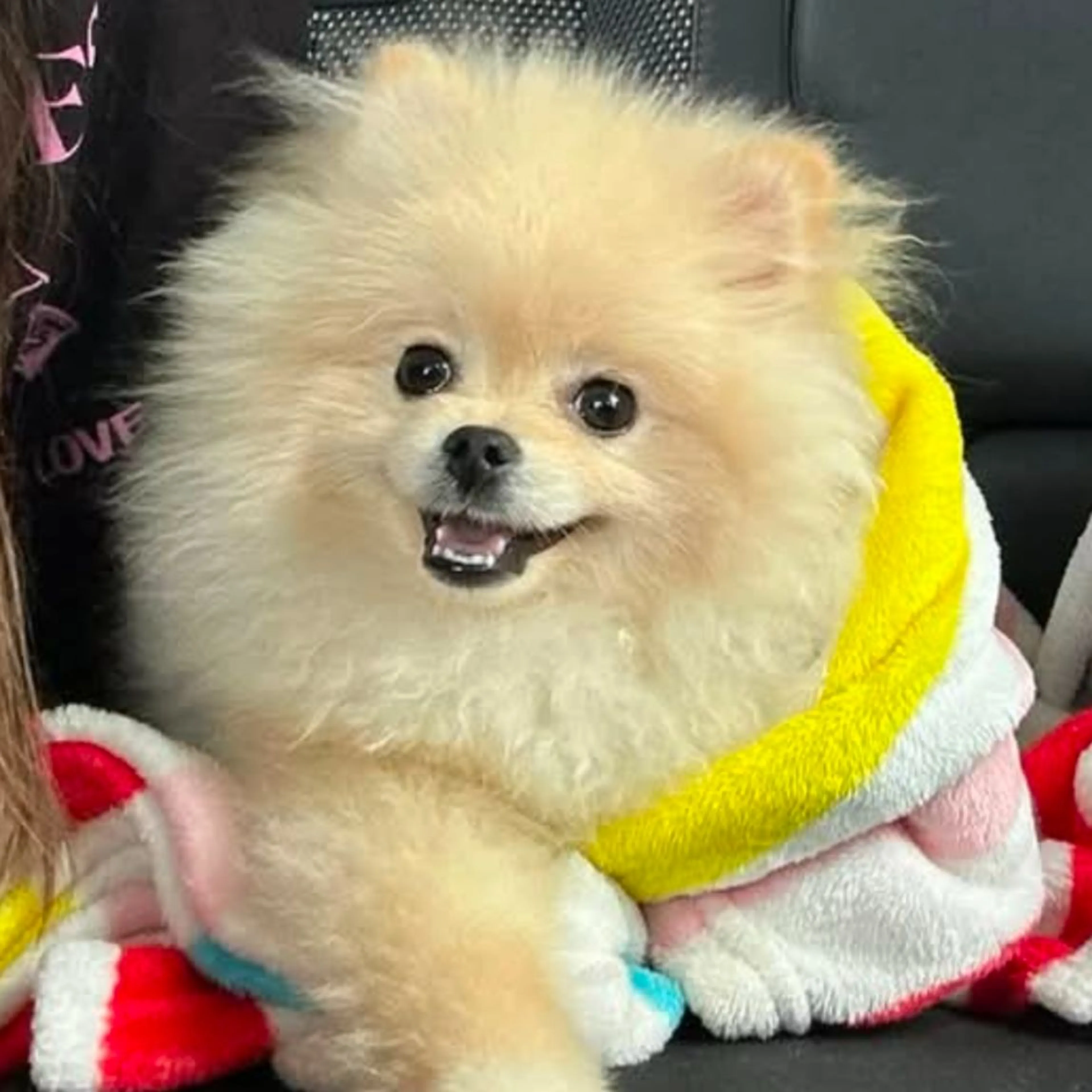 Lost pet