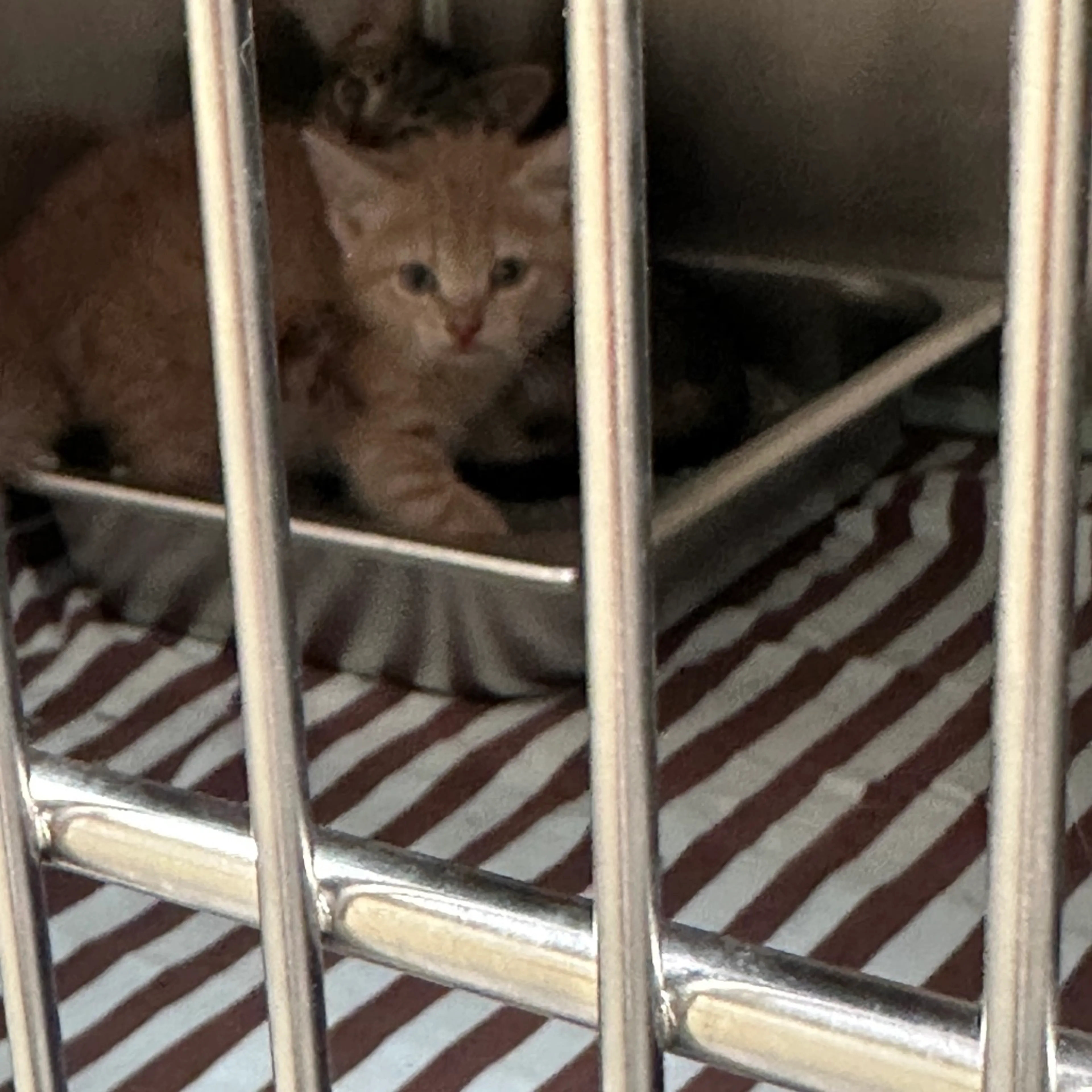 Found pet-1