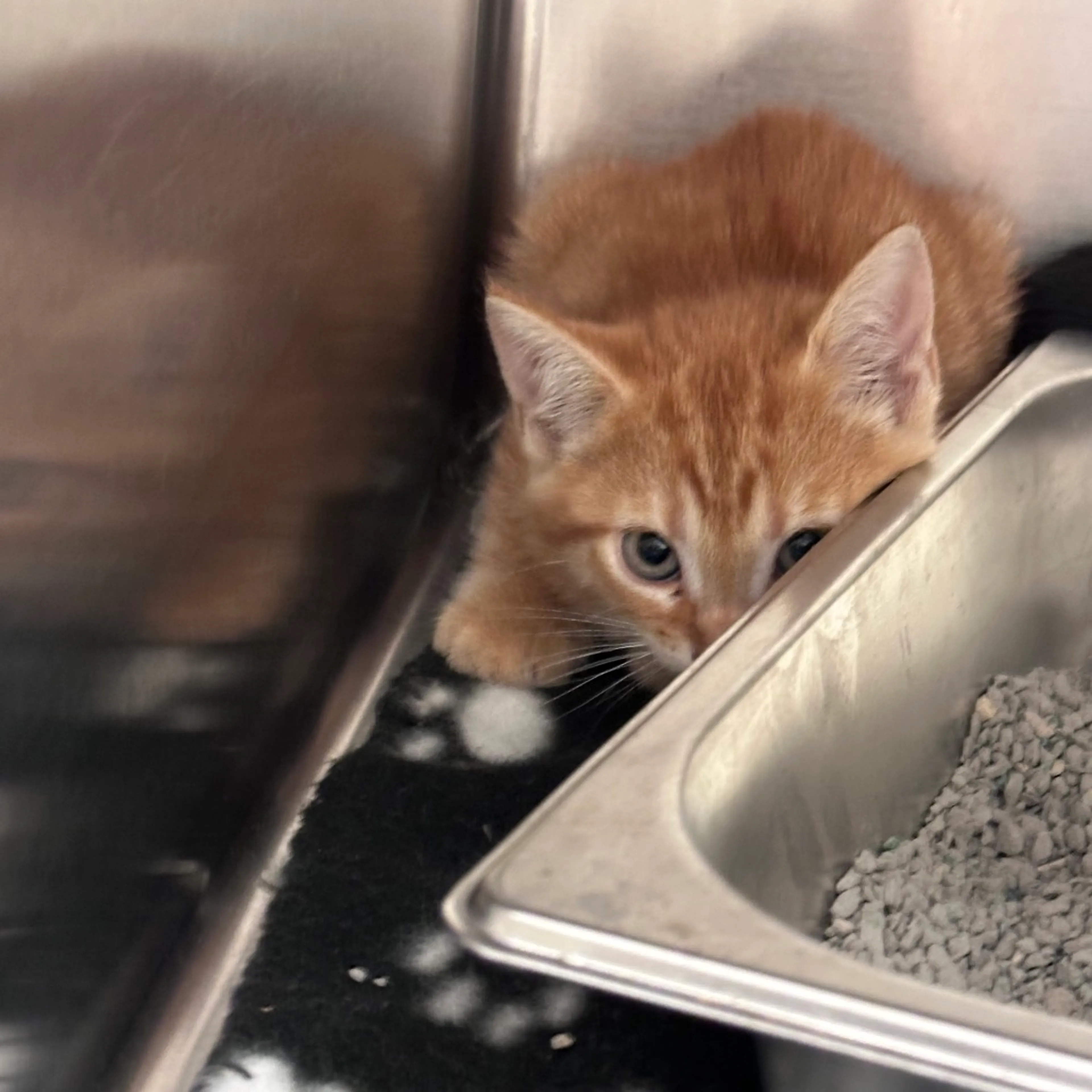 Found pet-1